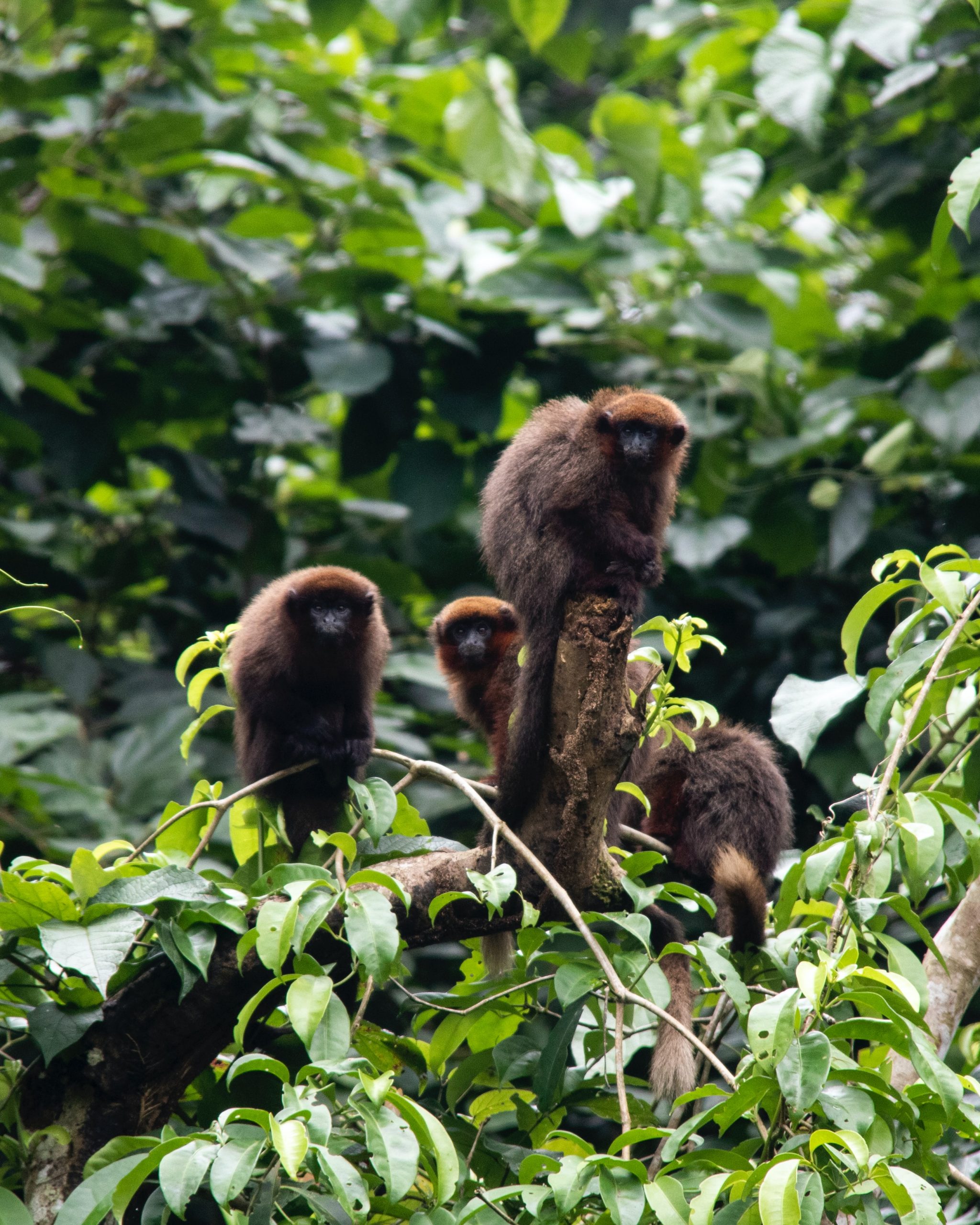 Monos
