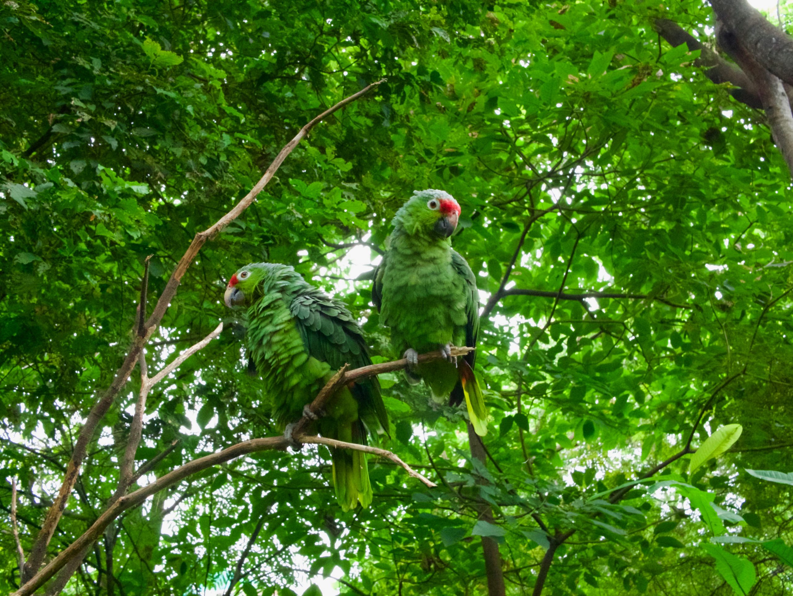 Pájaros