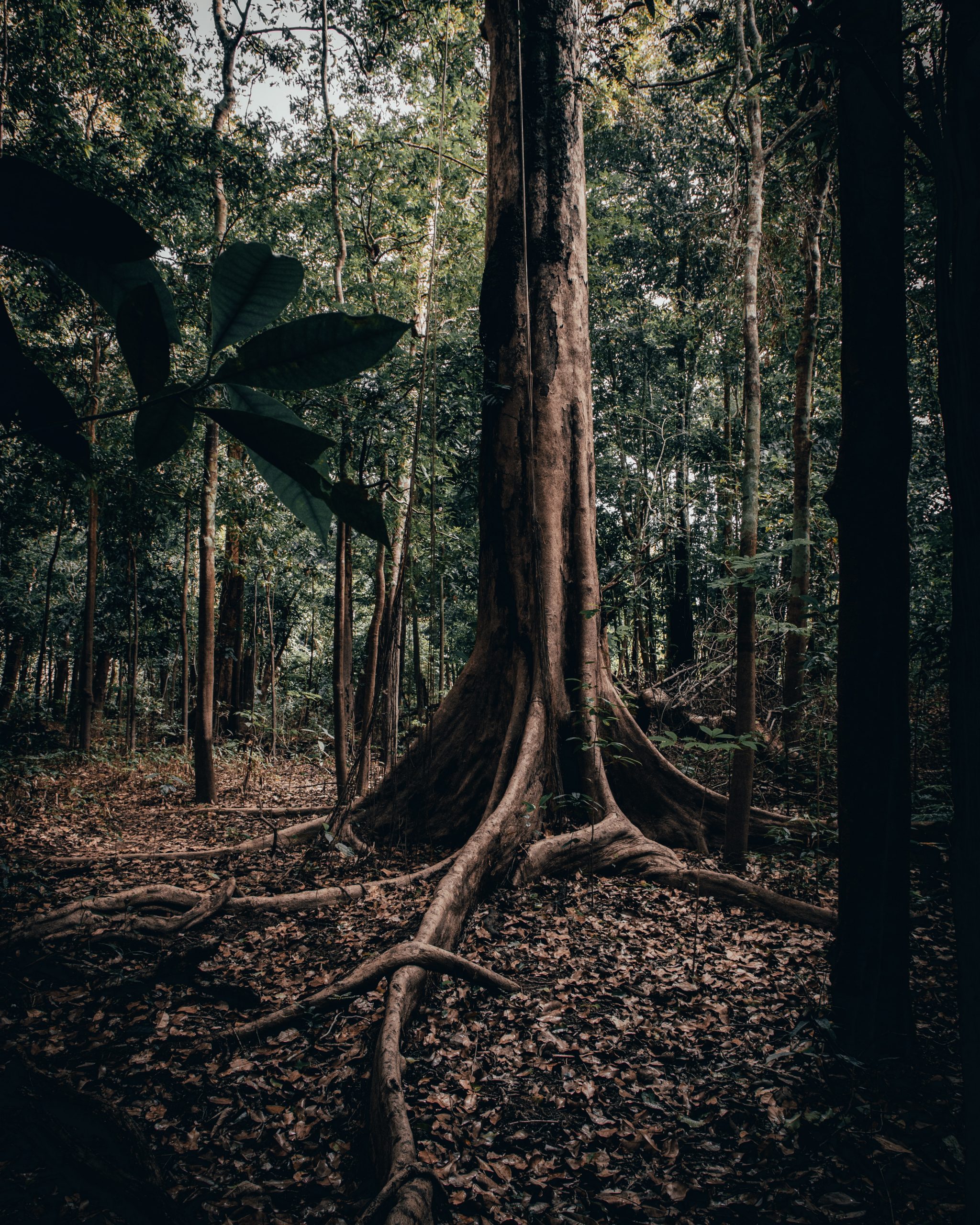 La Amazonia