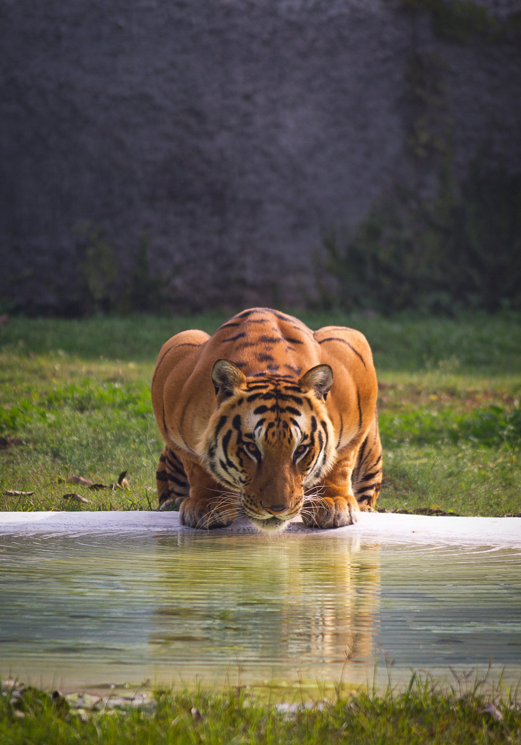Le&oacute;n bebiendo agua