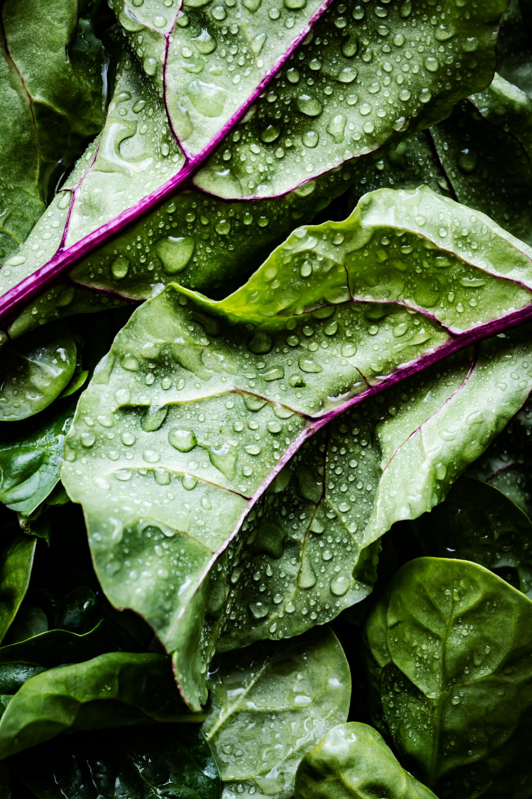 Lechuga