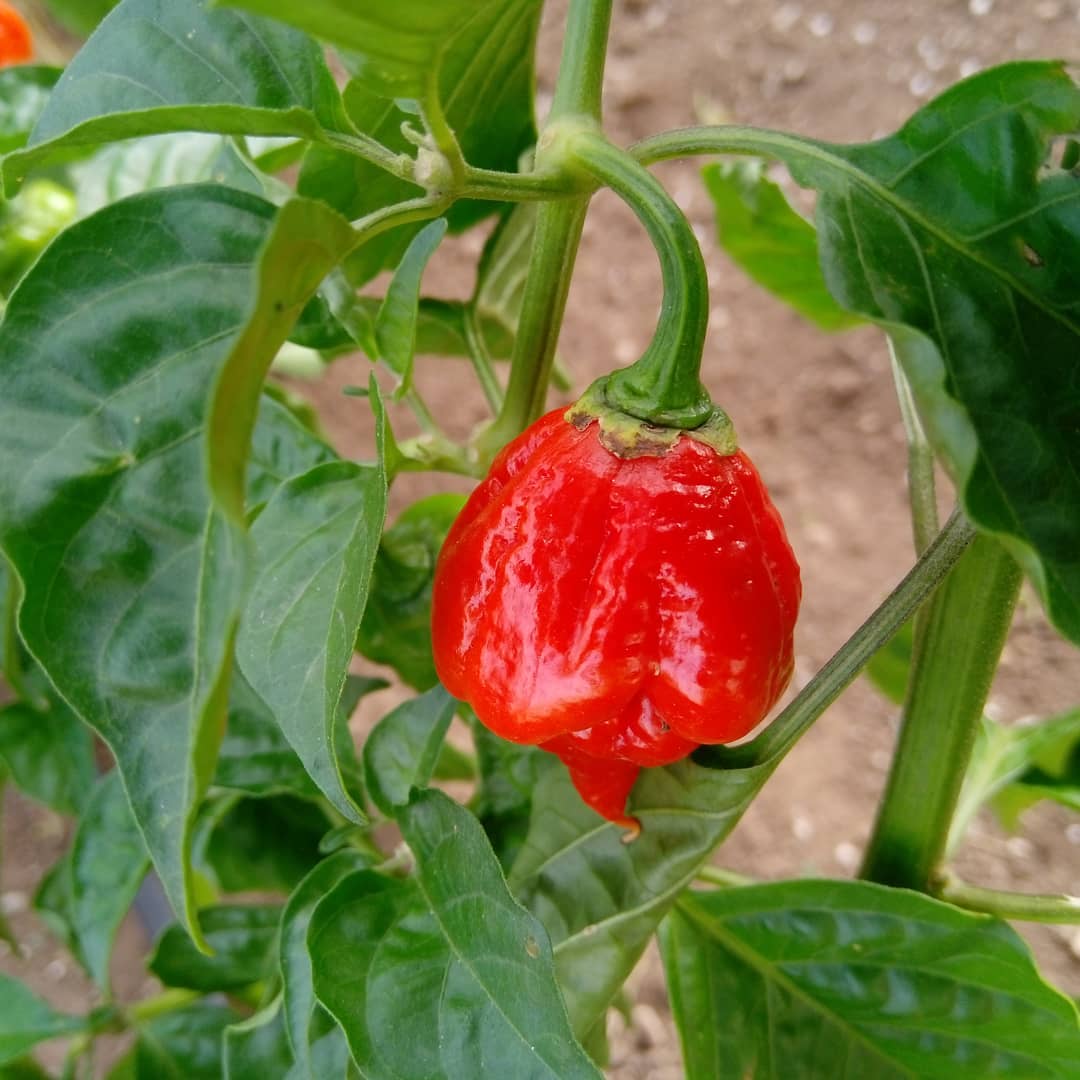 7 pot barrackpore