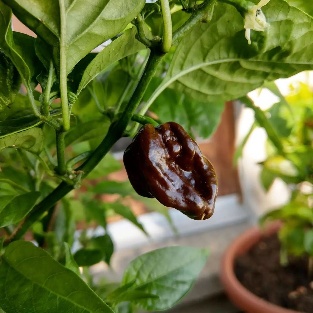 7 pot Douglah