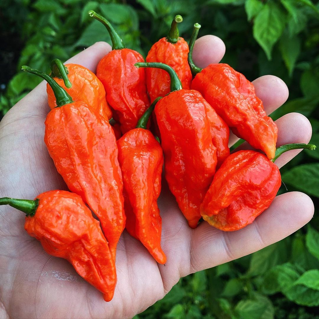 Bhut Jolokia