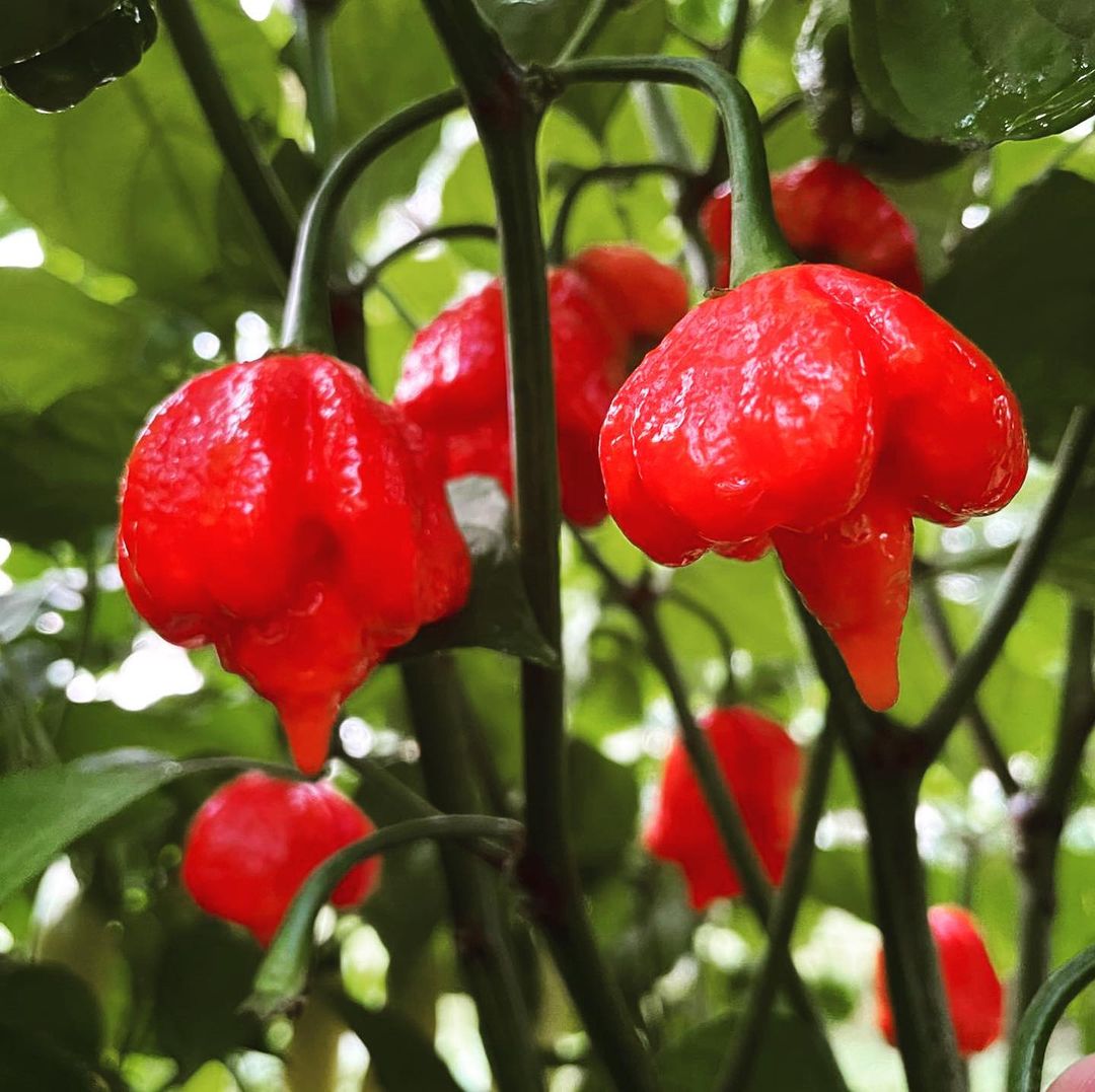 Trinidad Scorpion Butch T