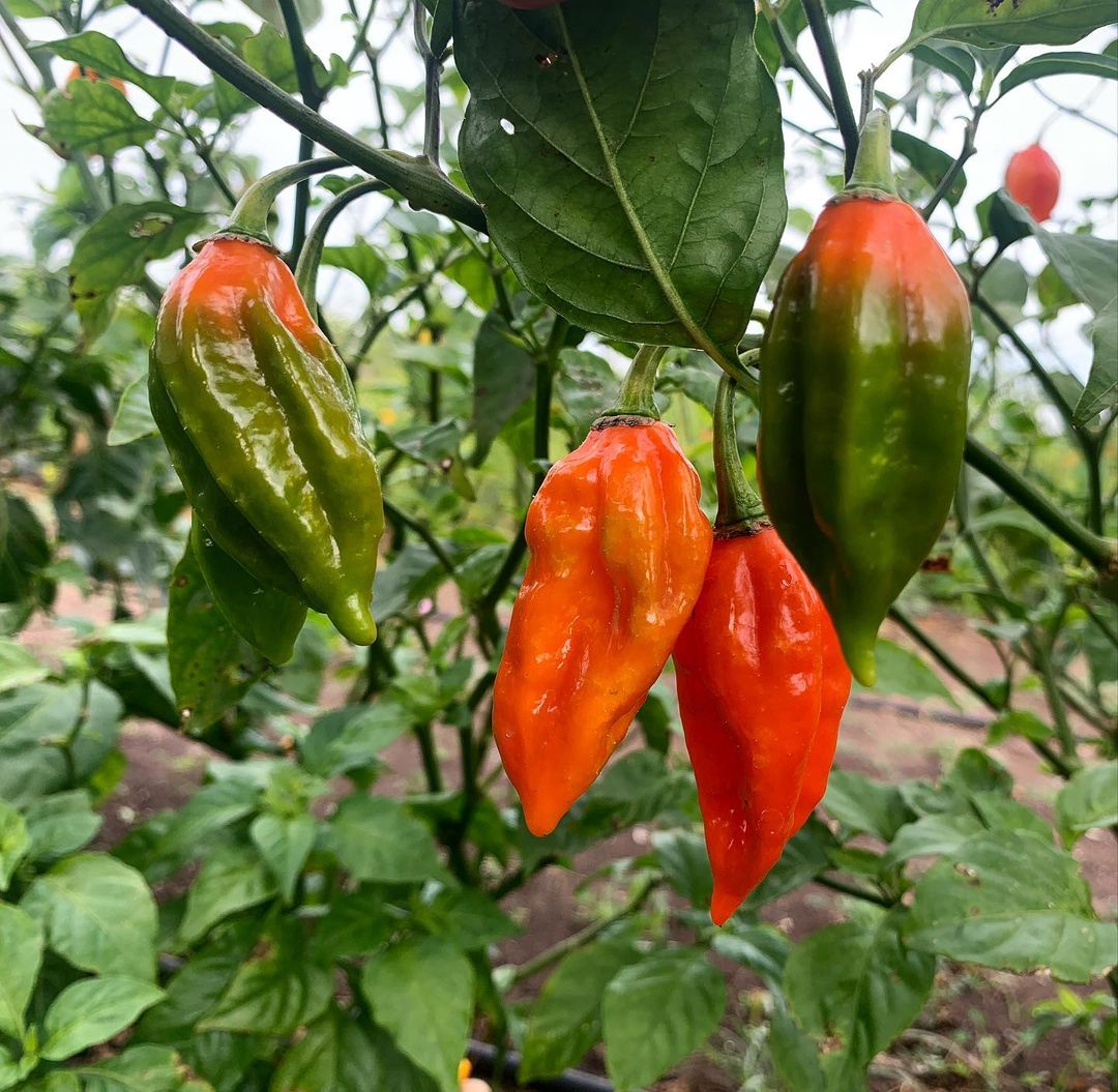 Naga Vipers