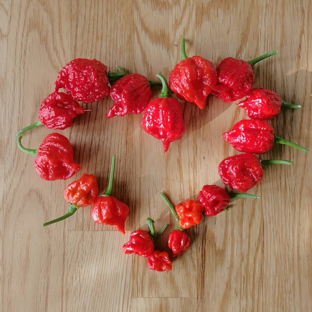 Carolina reaper