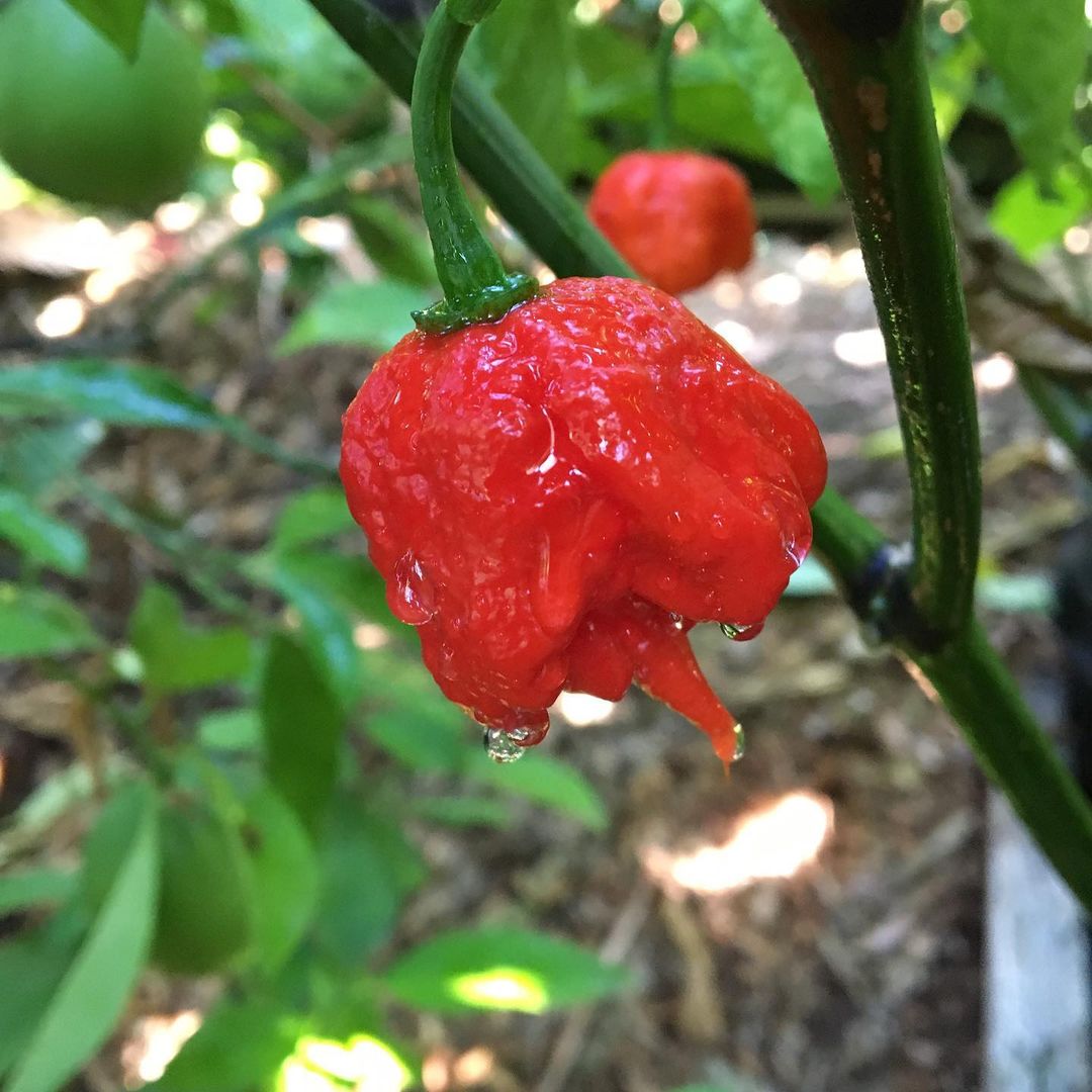 Trinidad Moruga Scorpion