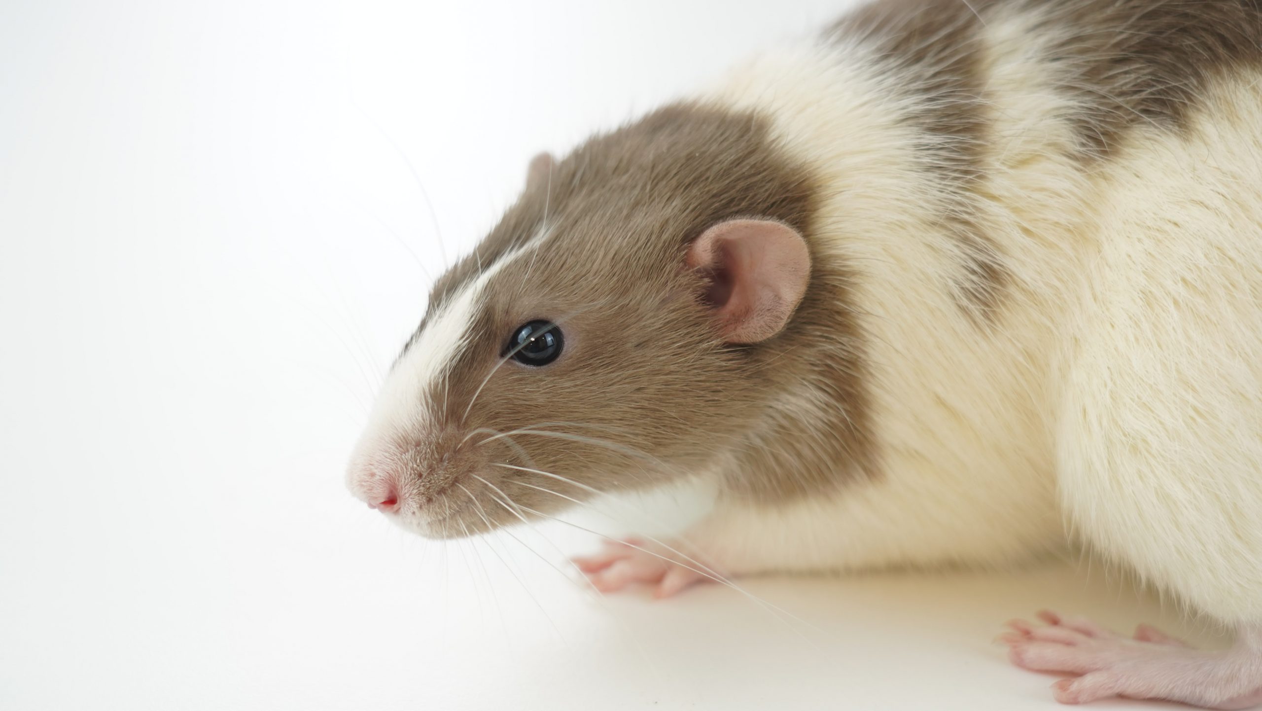 Rata 