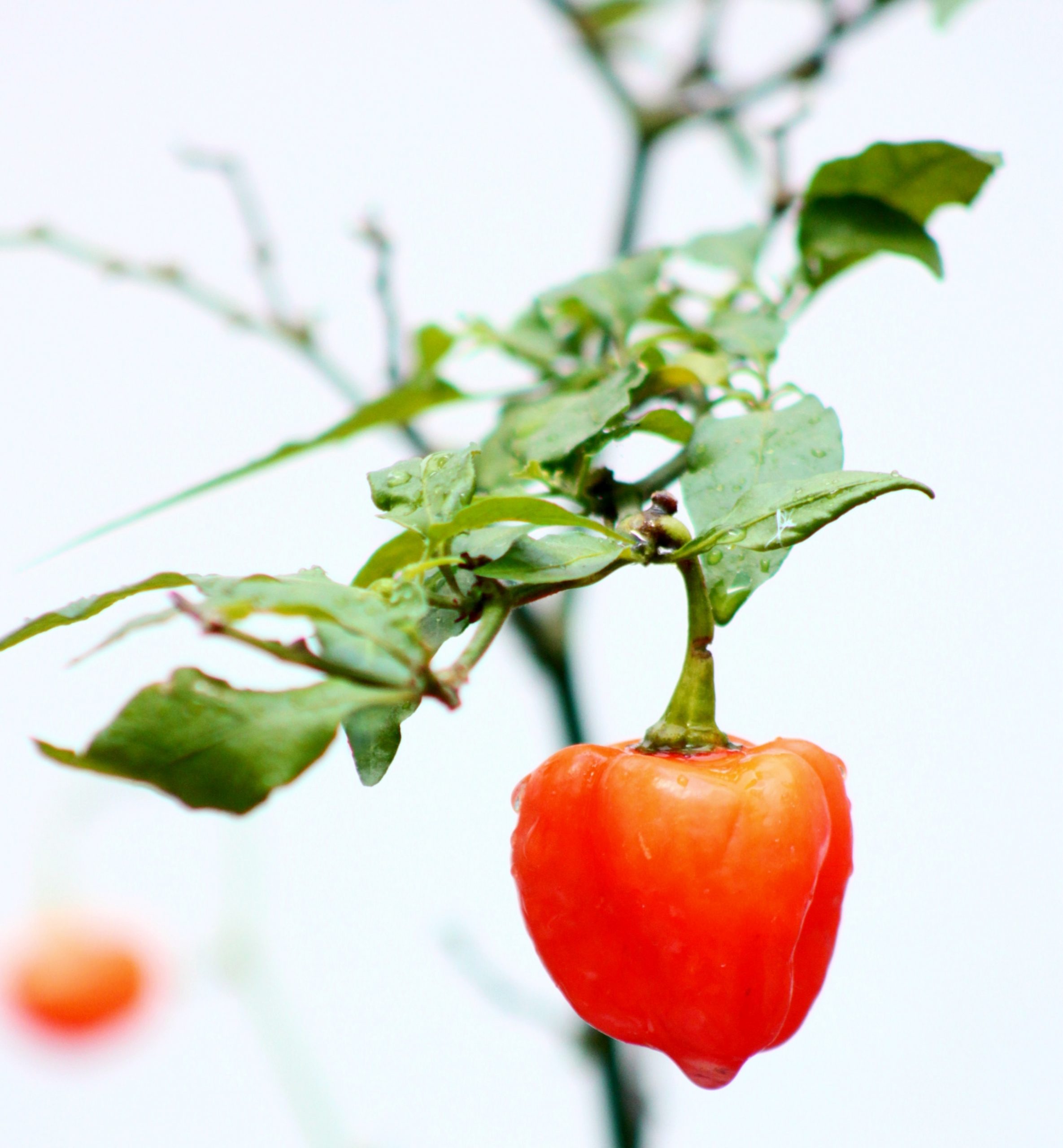 Habanero Savina rojo