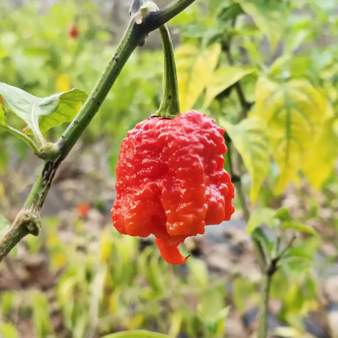 7 pot primo