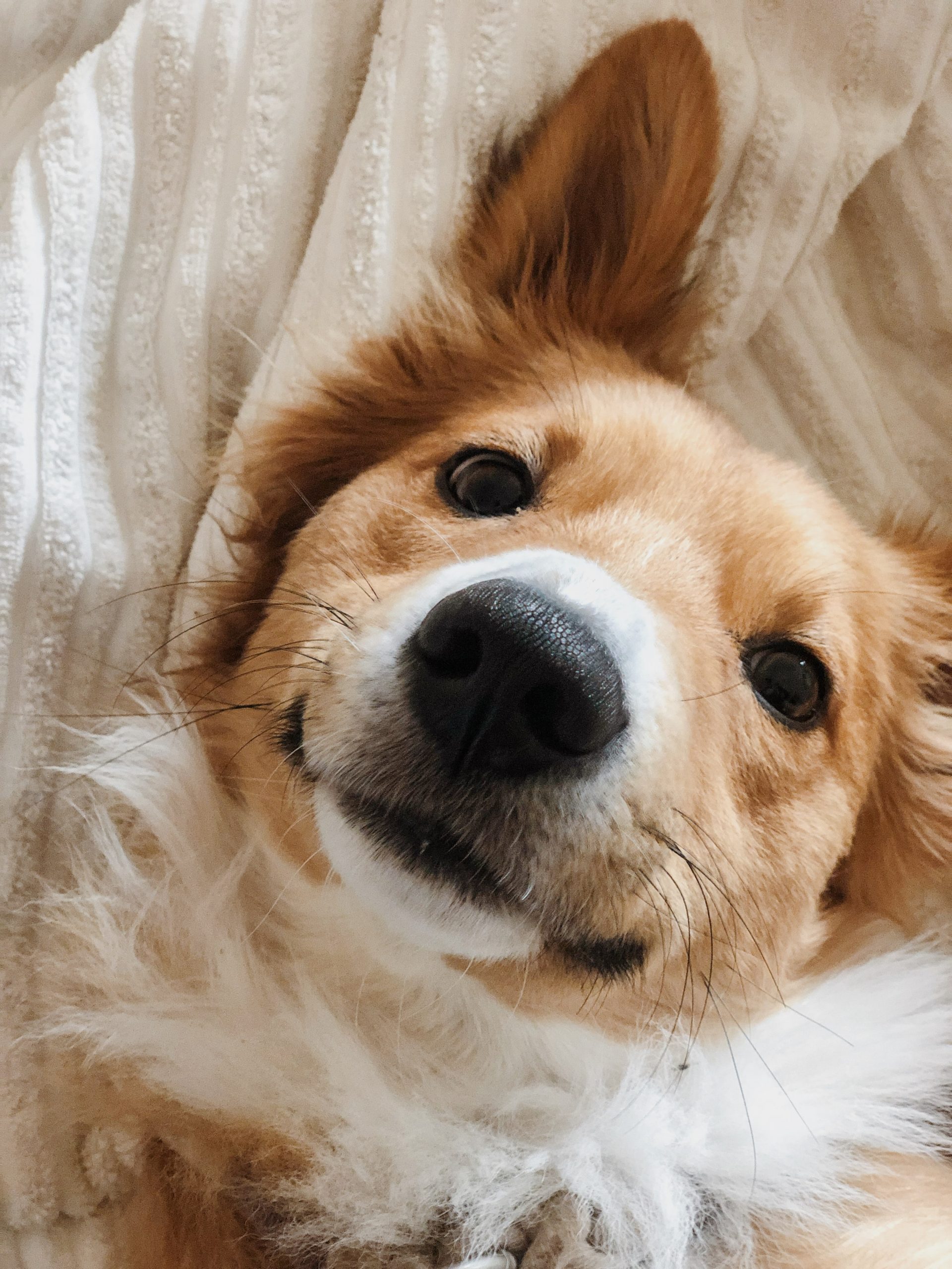 Perro