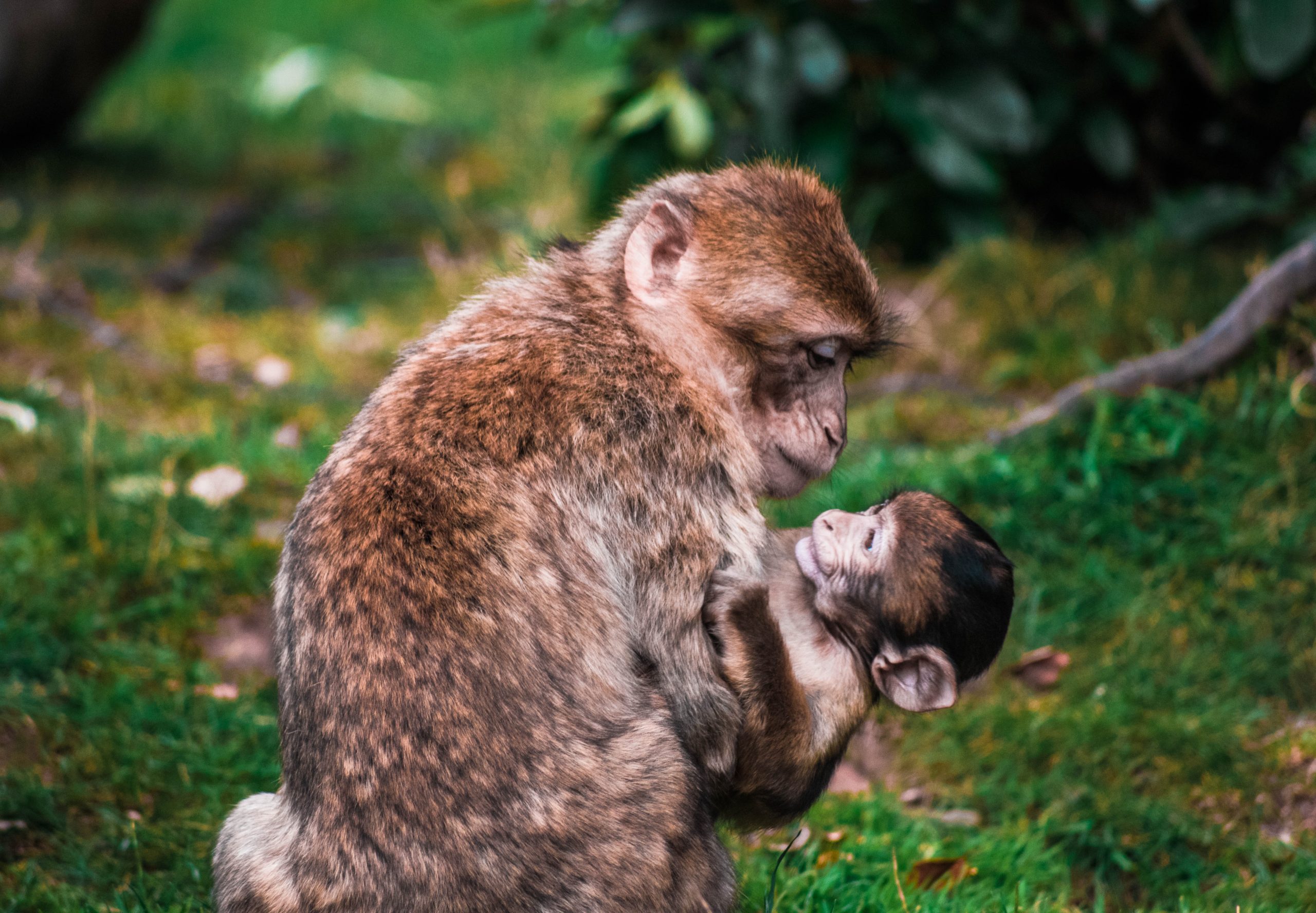 Monos 