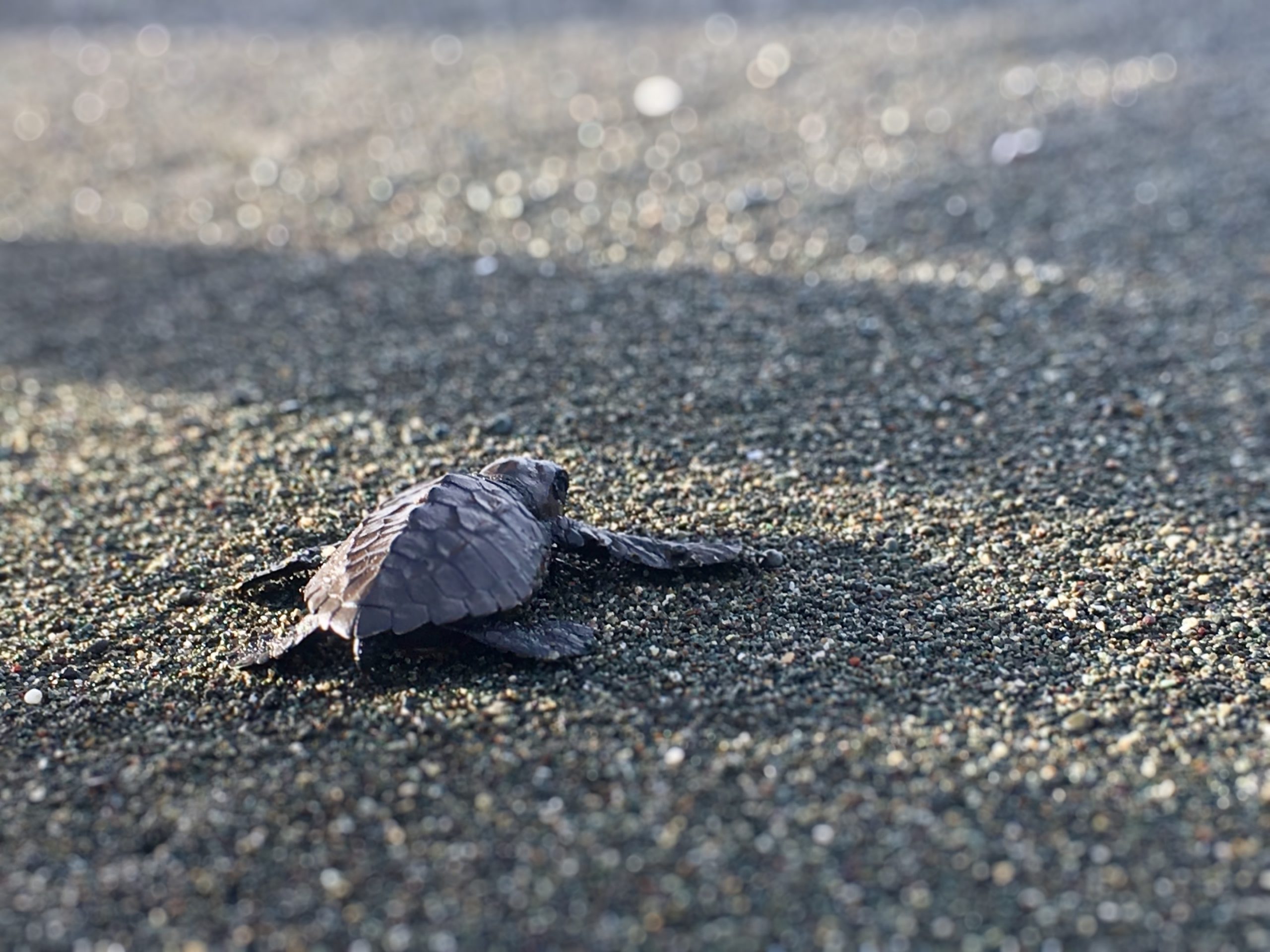 Tortuga