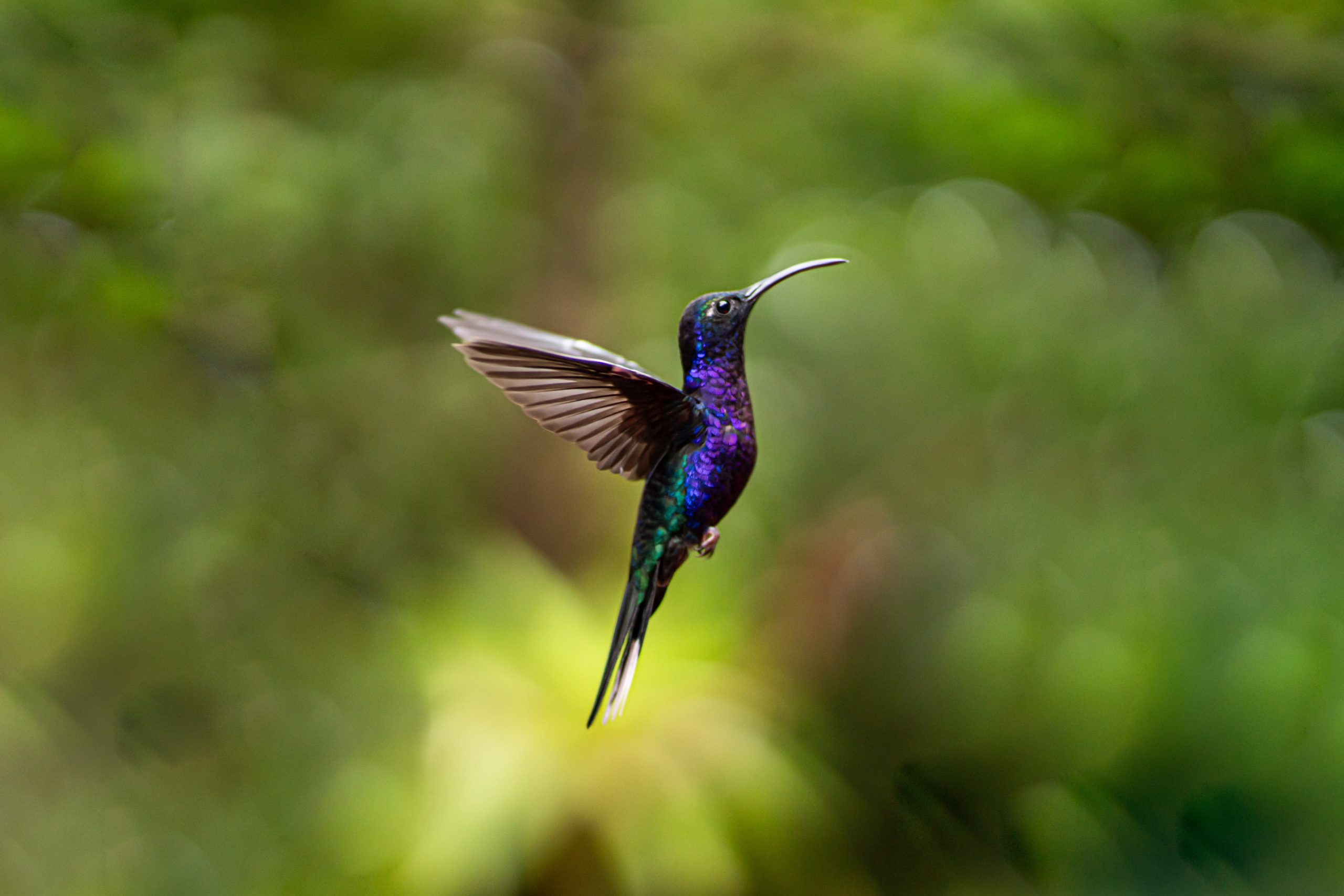 Colibr&iacute;