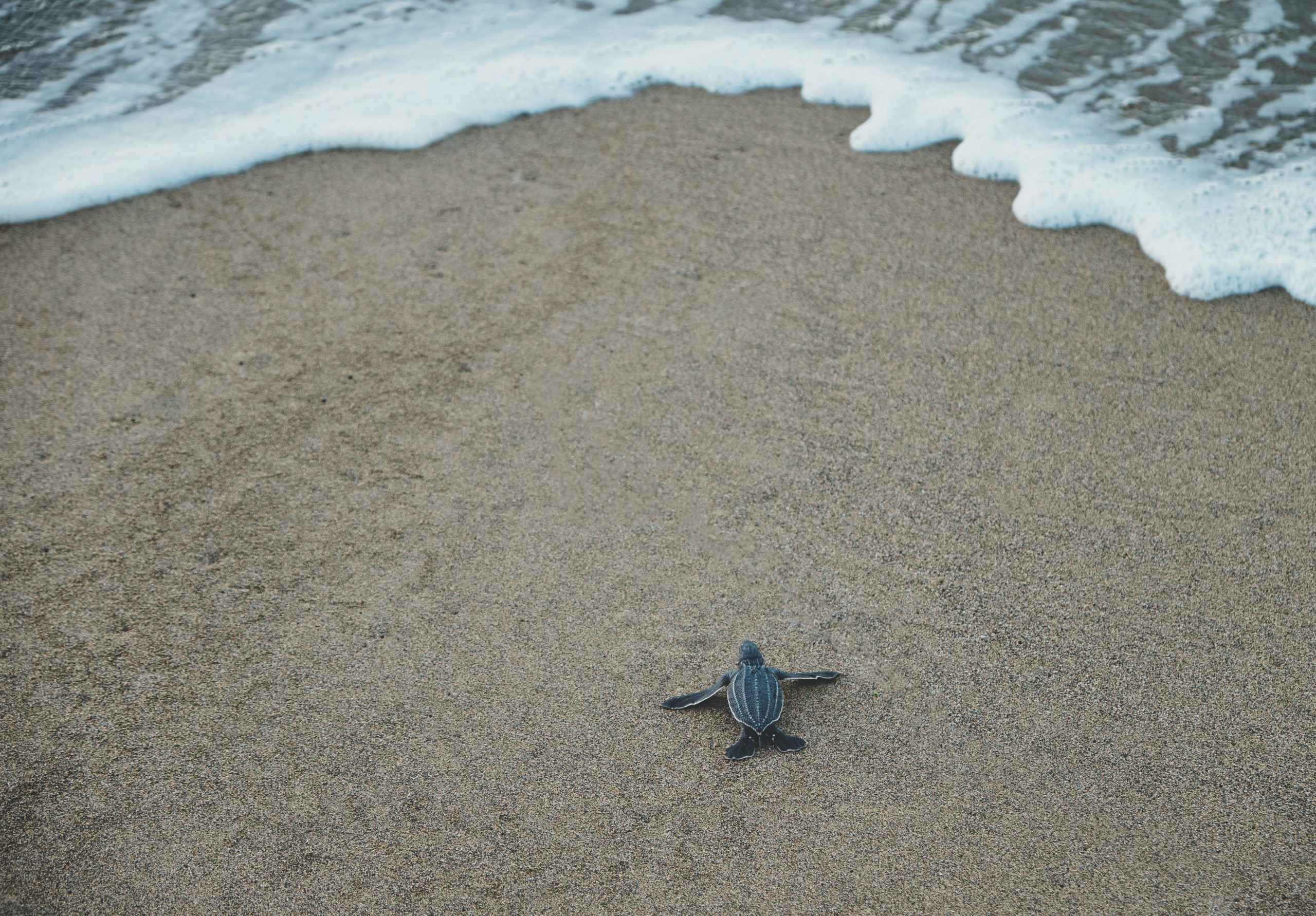 Tortuga