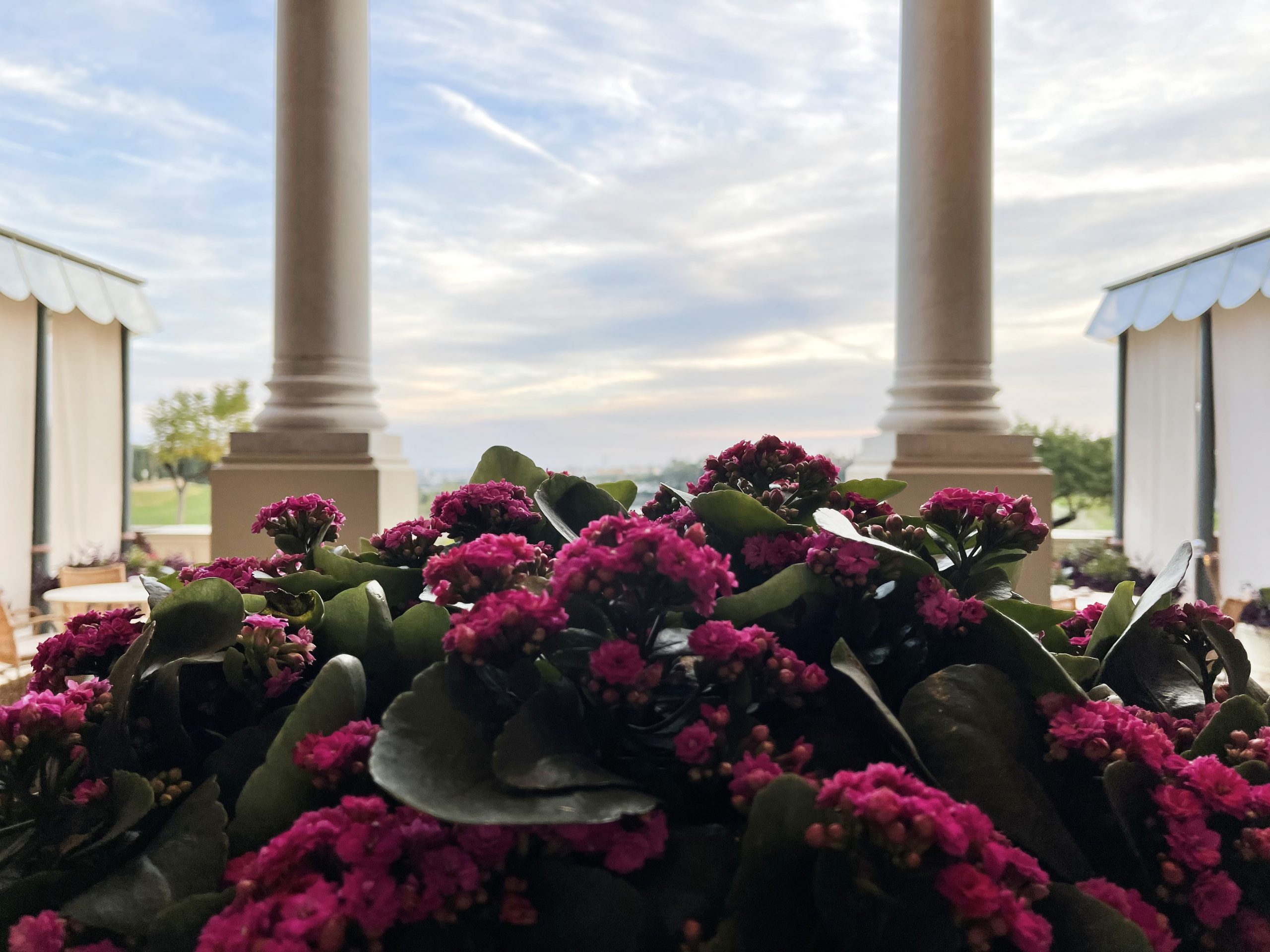 Flores en Villa Padierna/Foto: Fina Grosso