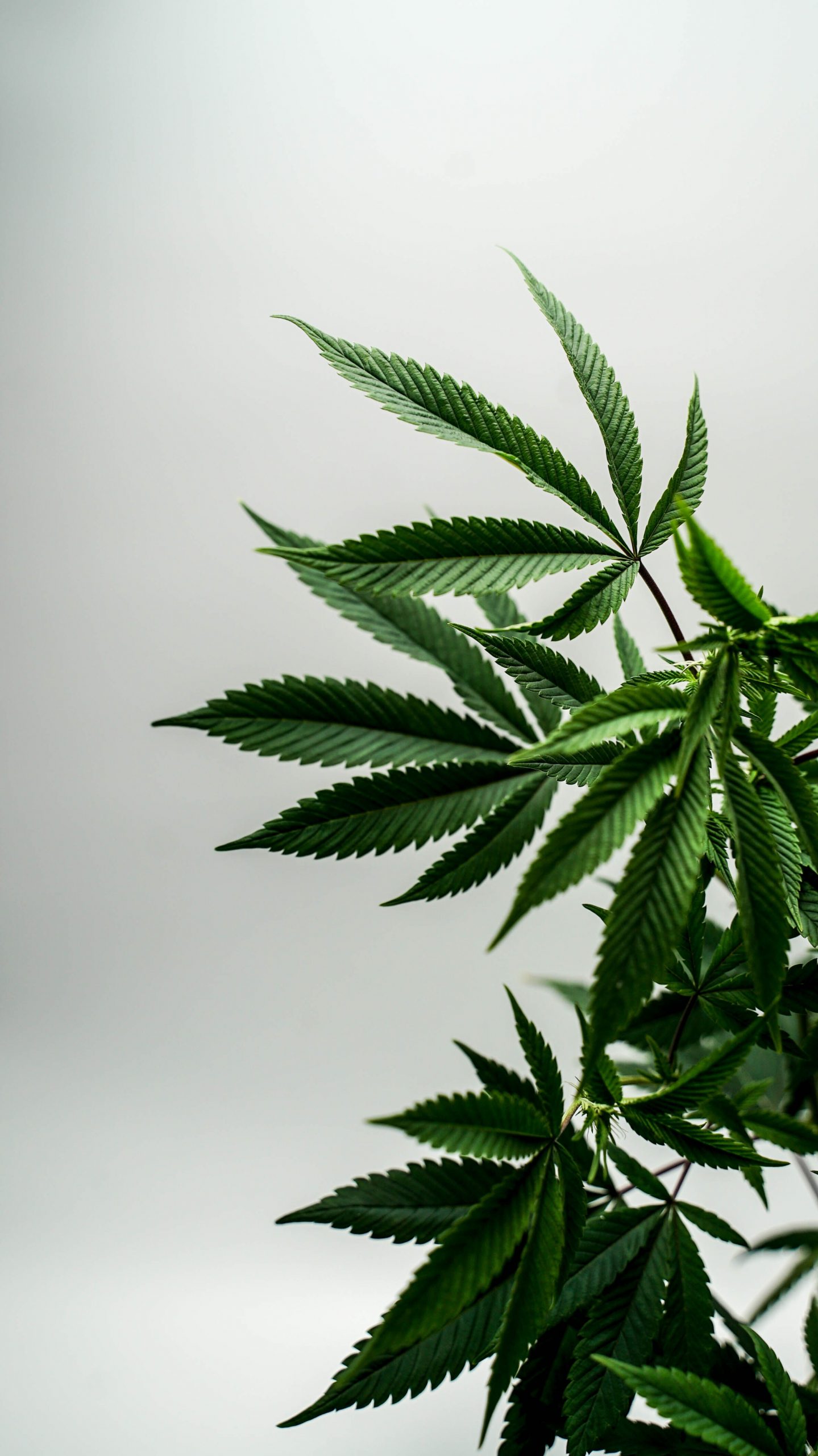 Marihuana