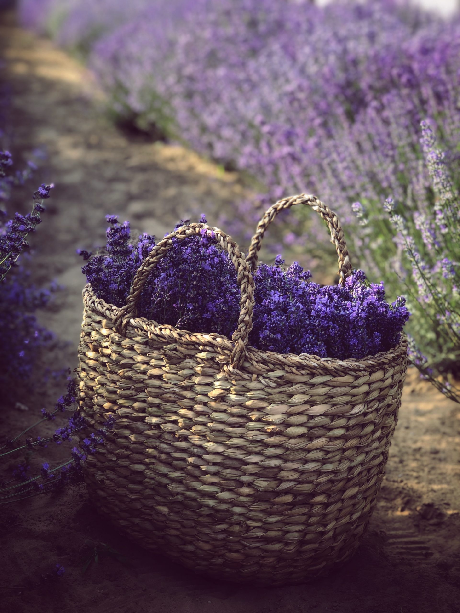Lavanda