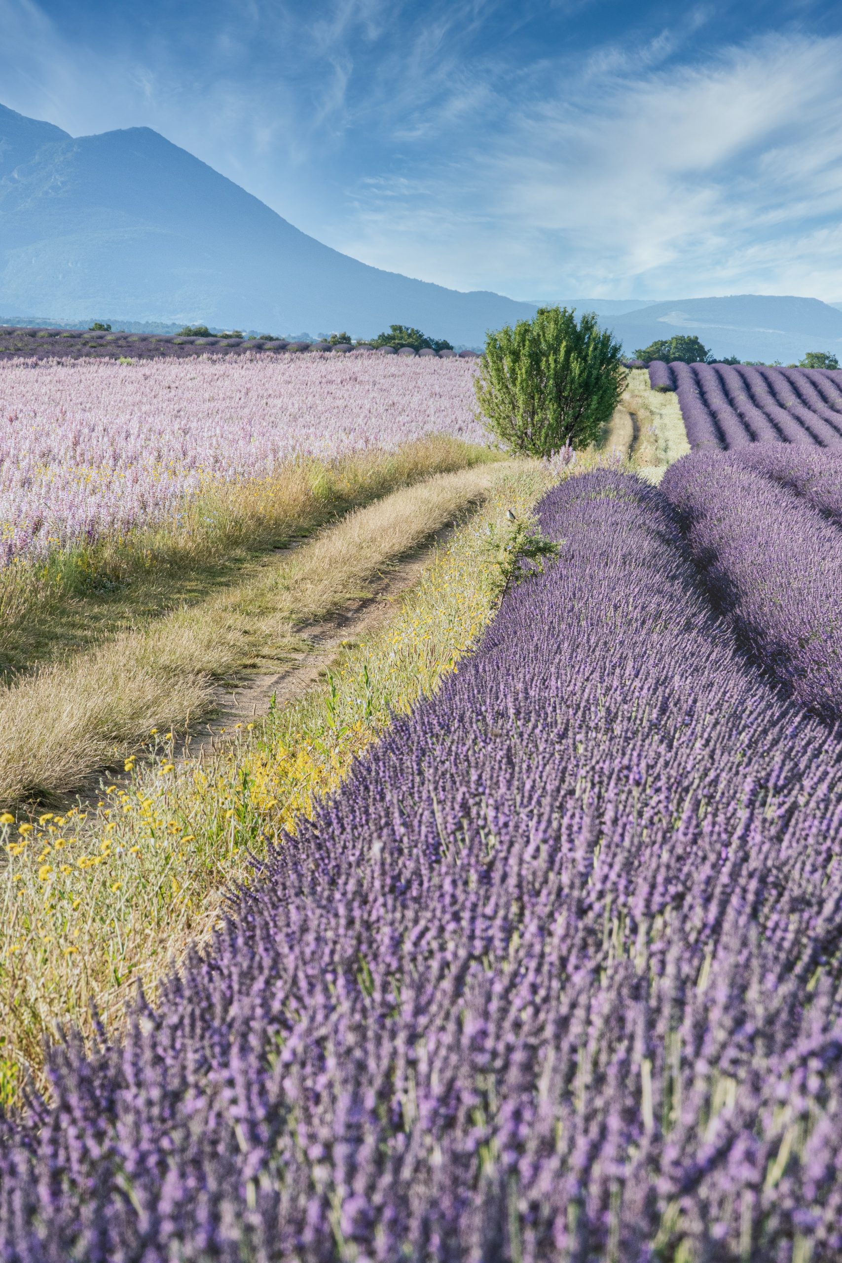 Lavanda