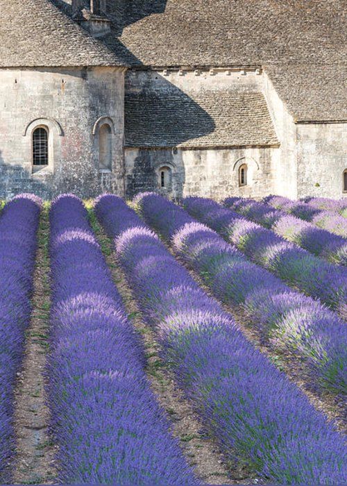 Lavanda 