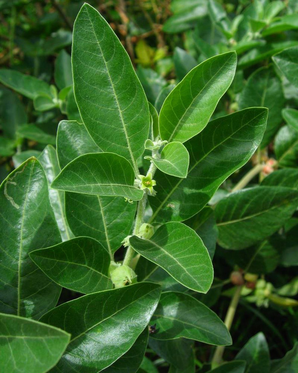 Ashwagandha