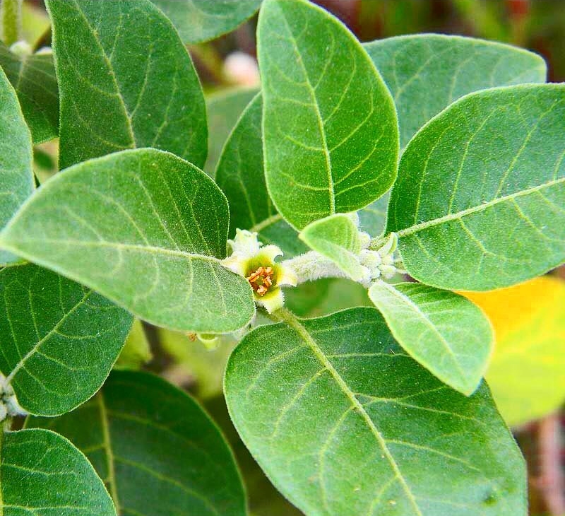 Ashwagandha