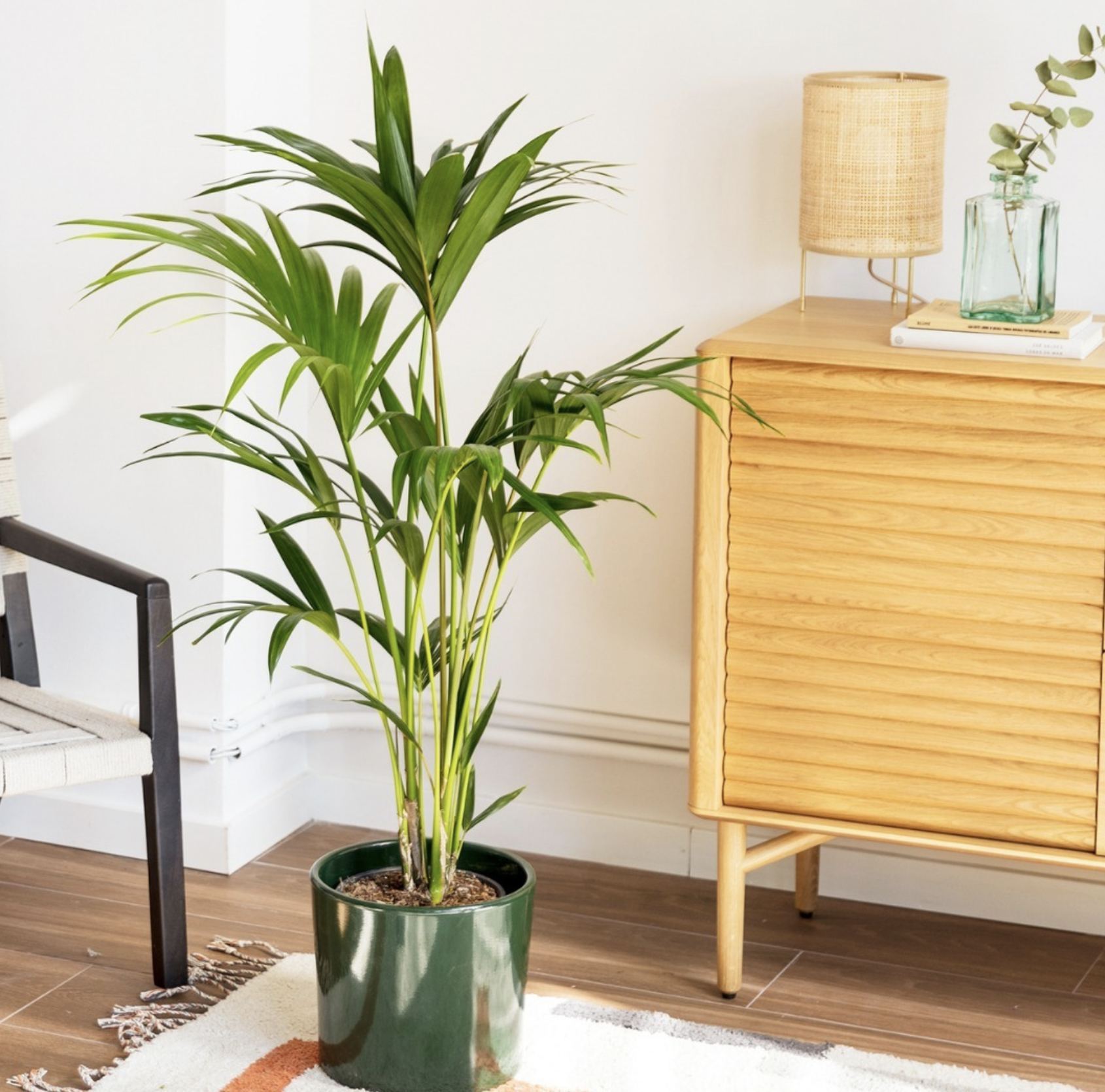 Planta de interior