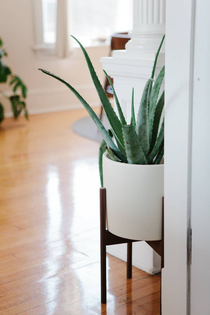 Planta de interior