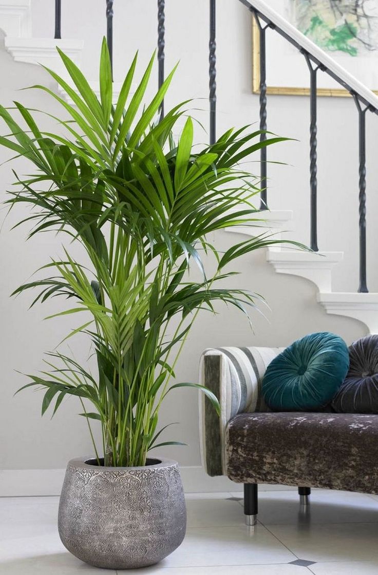 Planta de interior