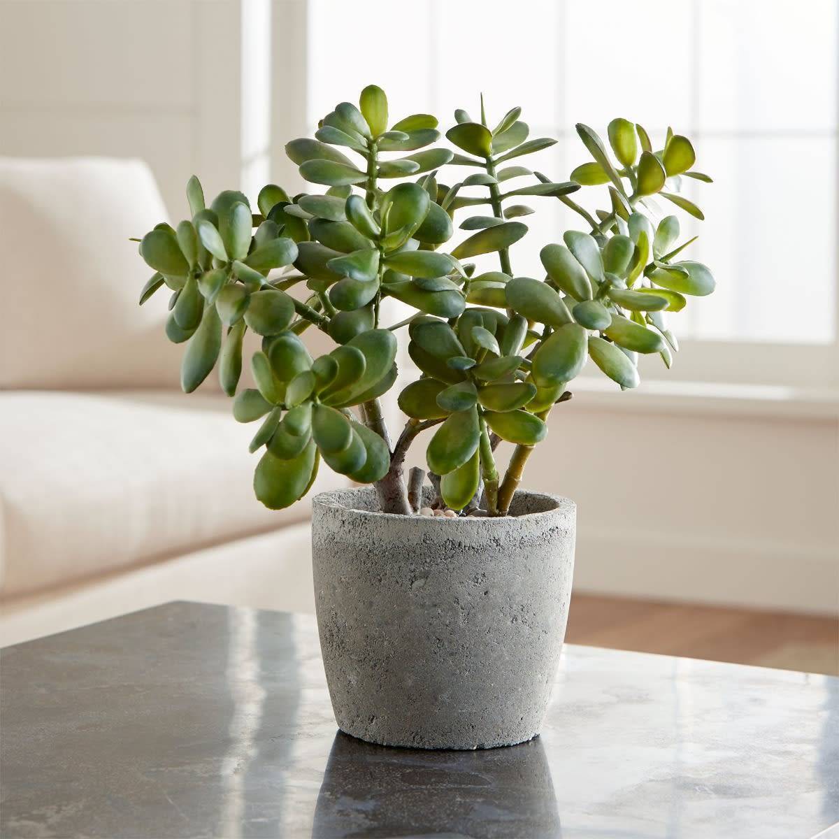 Planta de jade