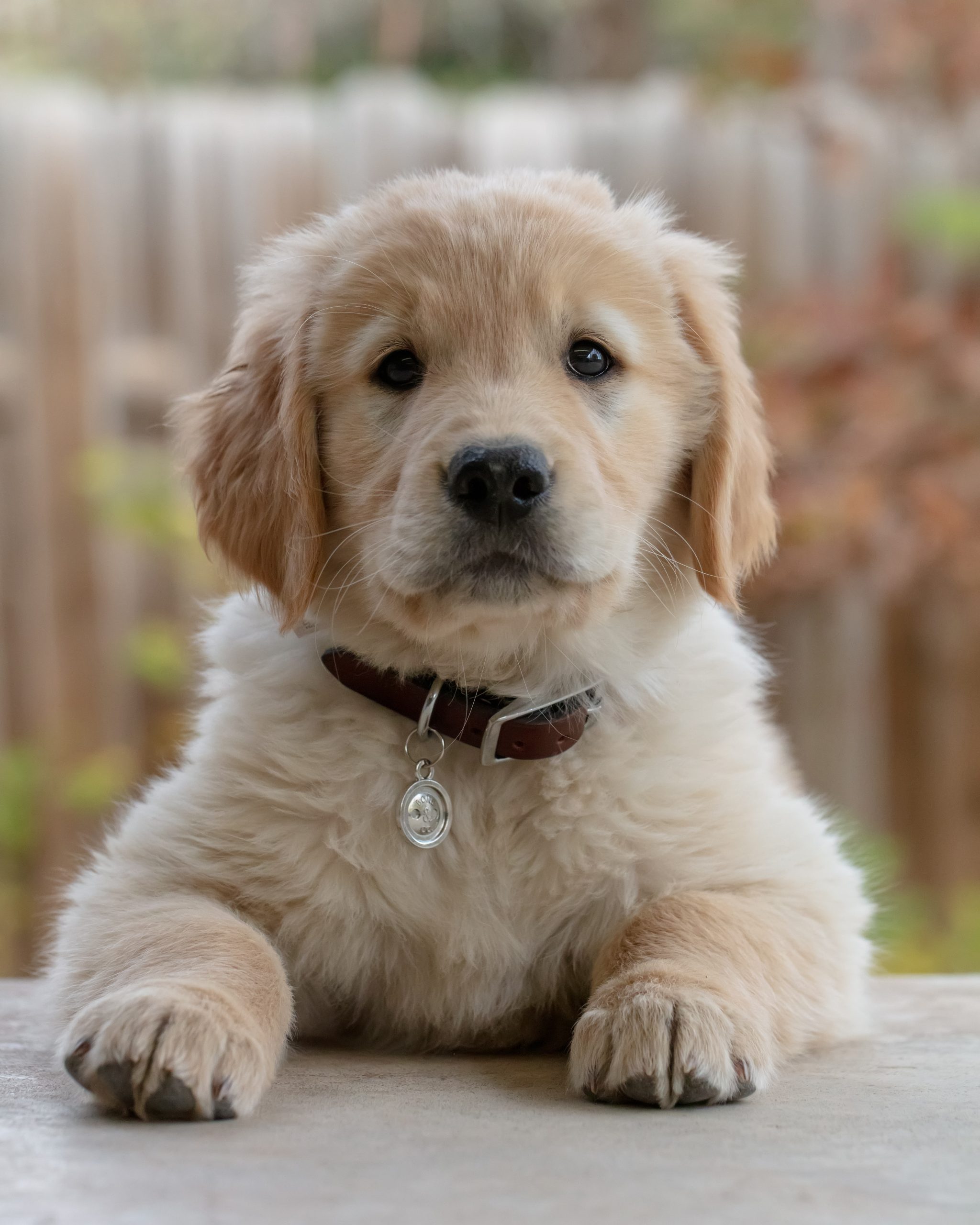 Perro