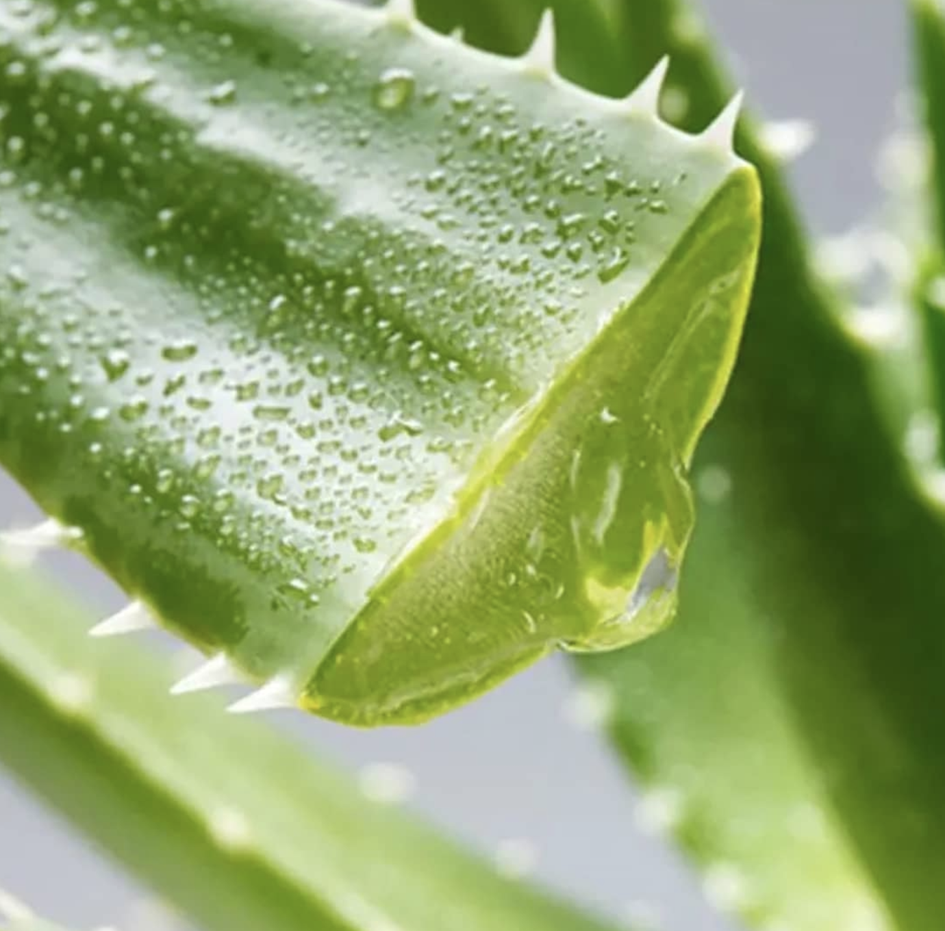 Aloe vera