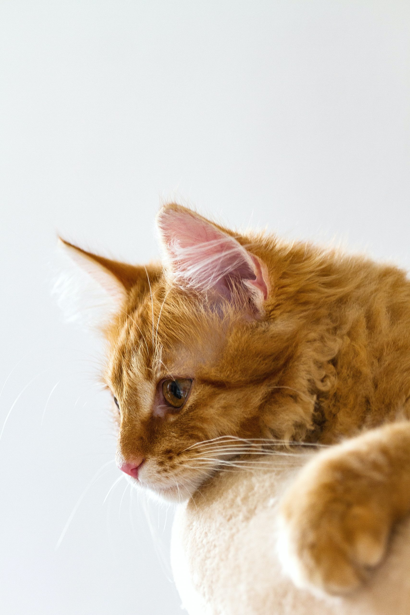 Gato 