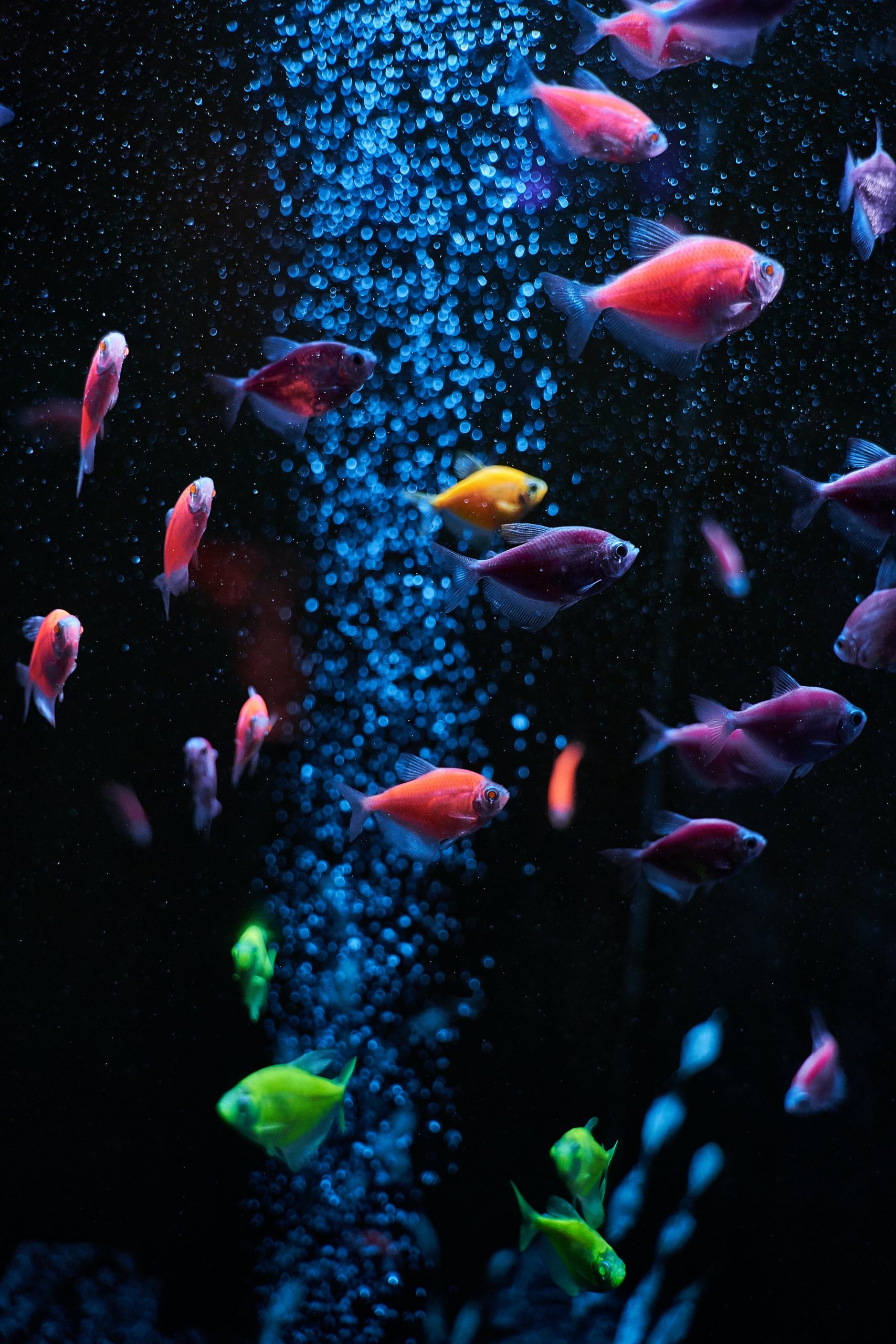 Peces