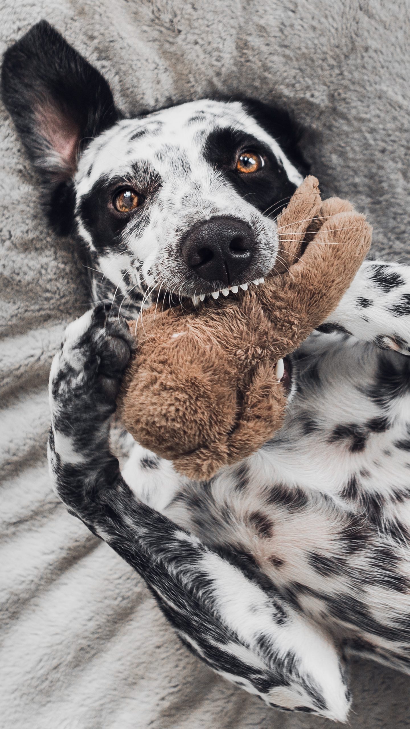 Perro