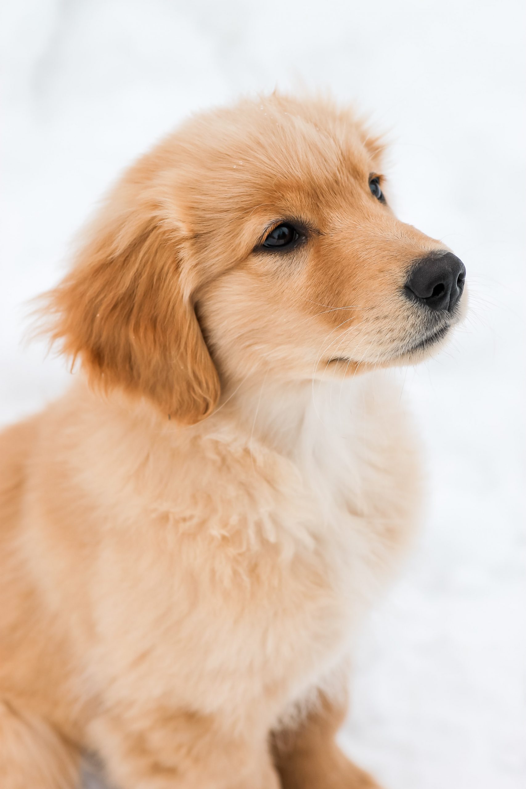 Perro