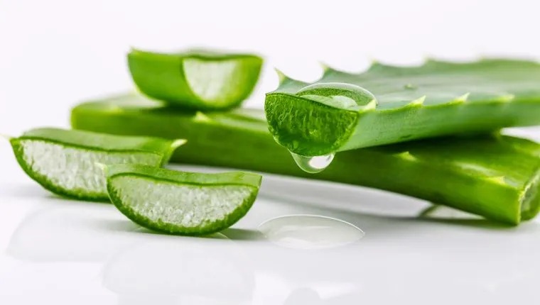 Aloe vera