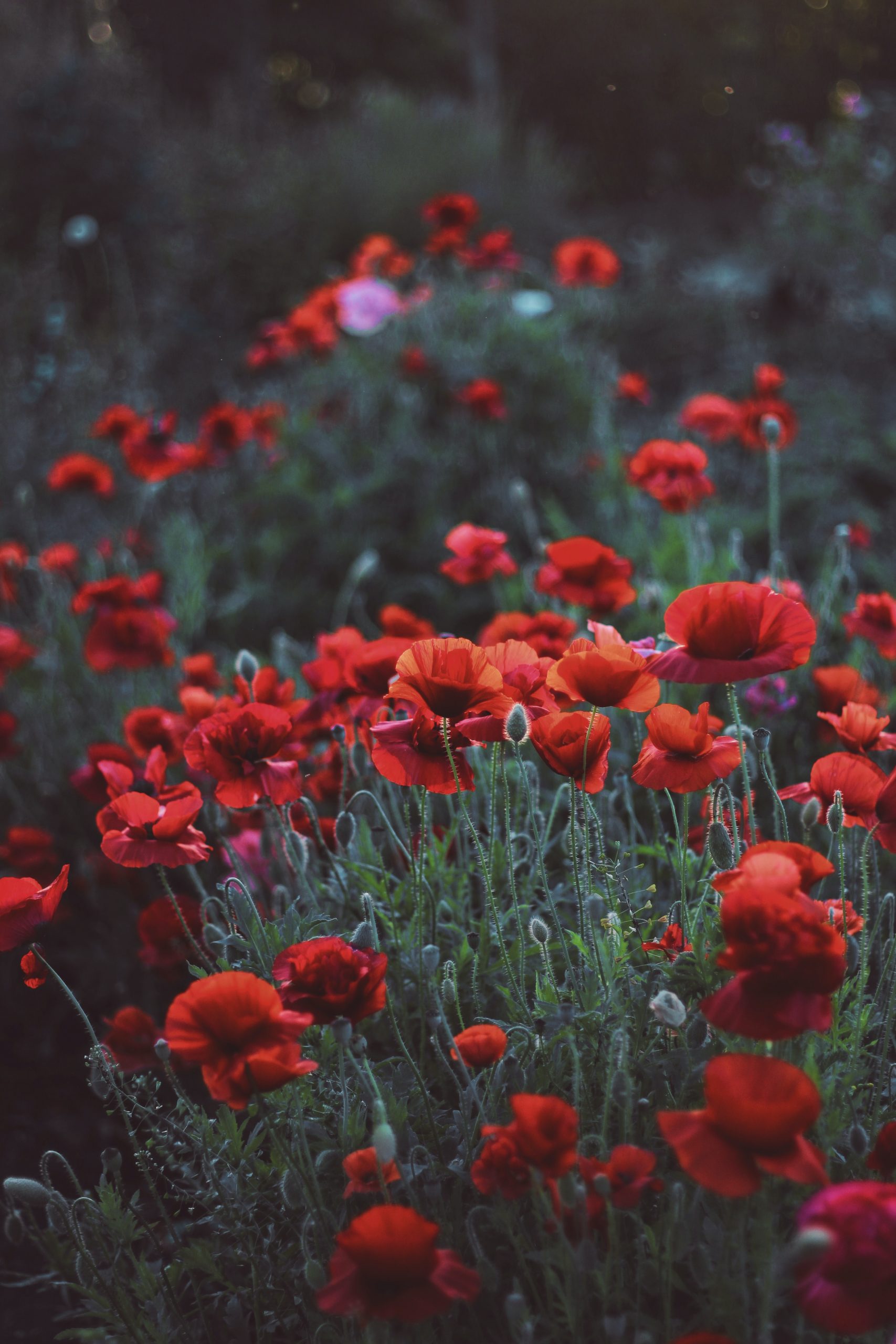 Flores