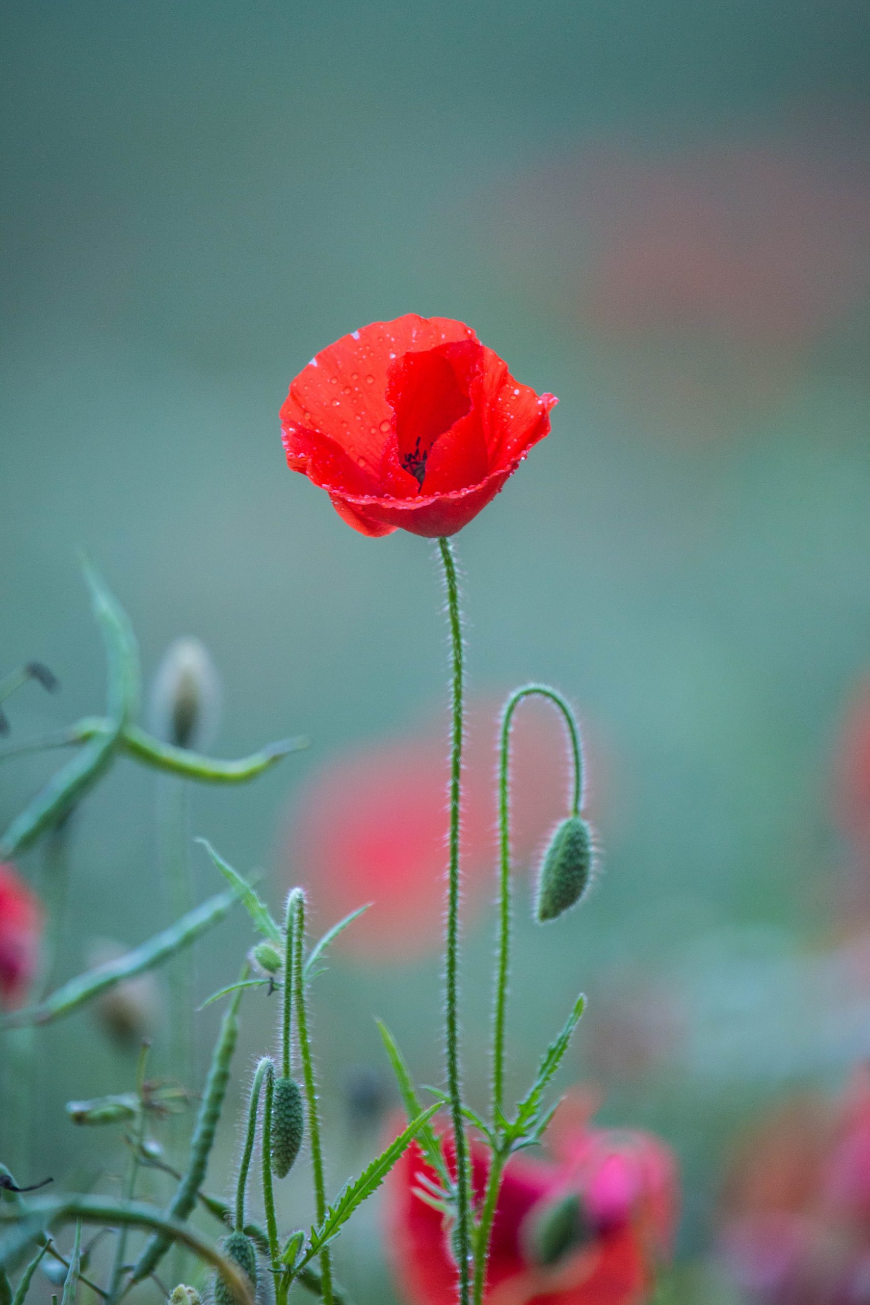 Flor