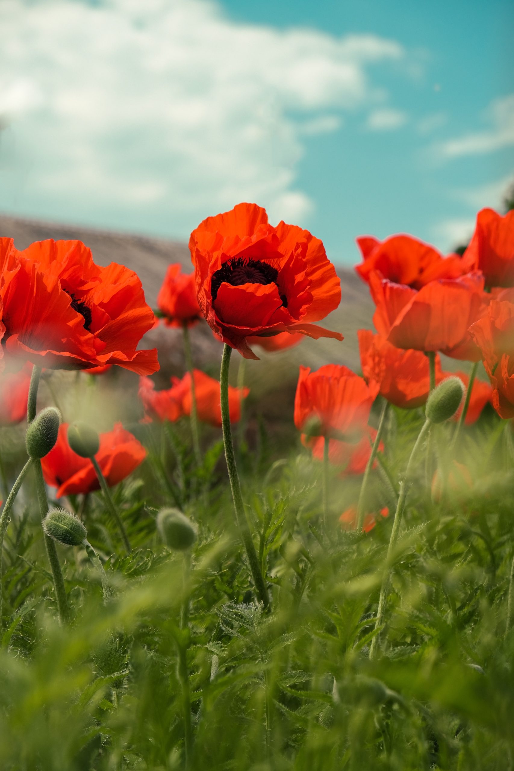 Amapolas