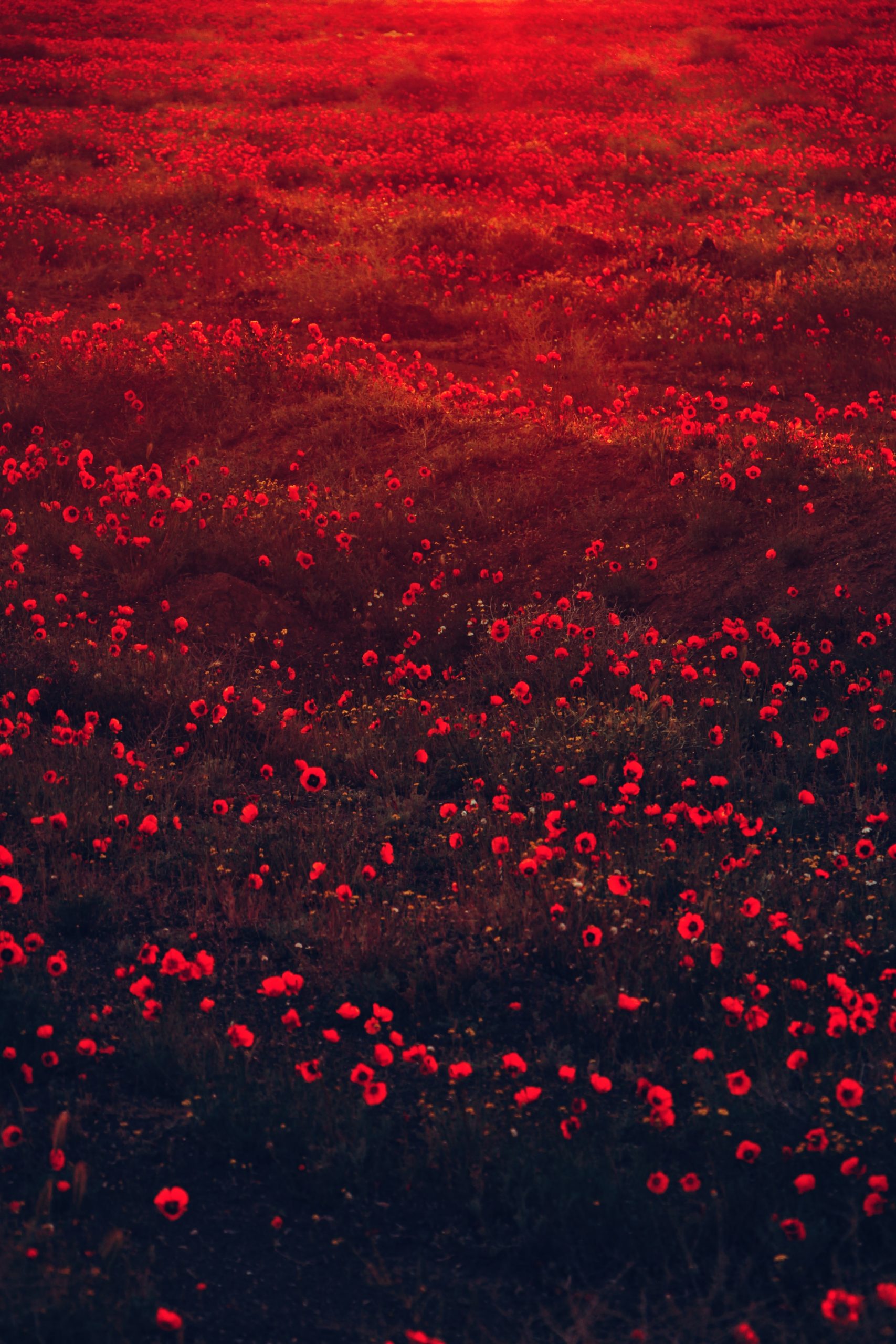 Amapolas