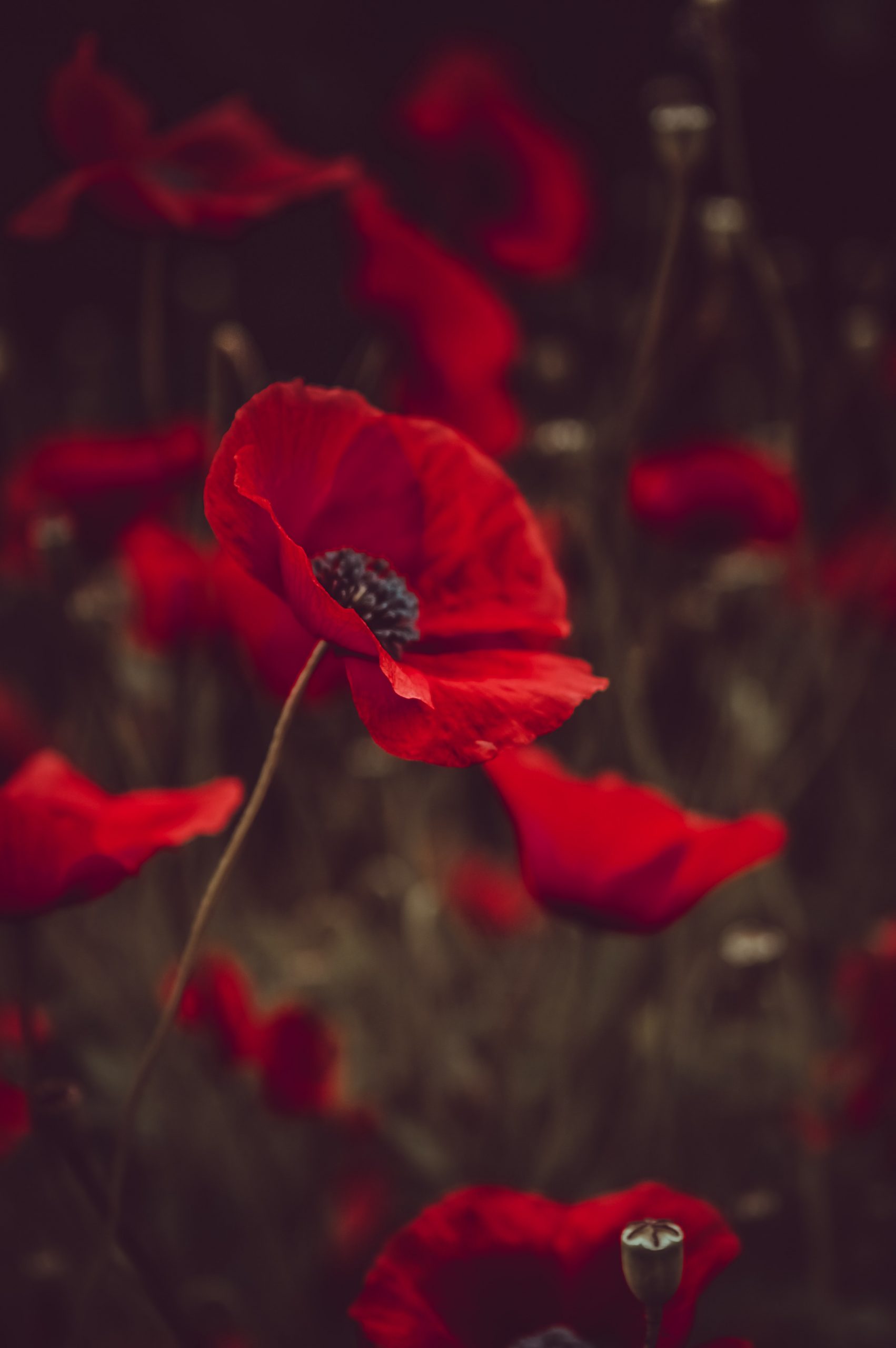 Flores