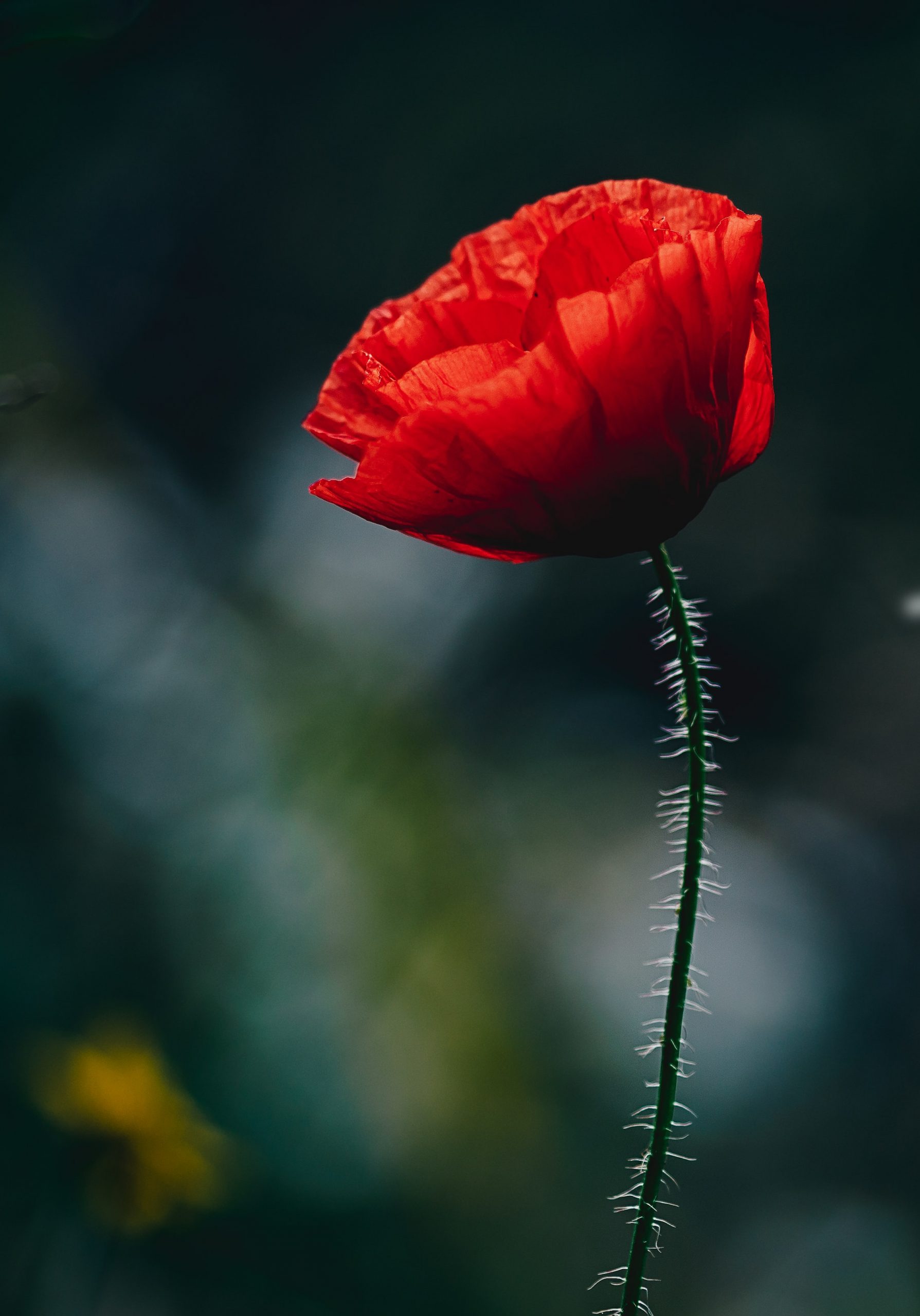 Flor