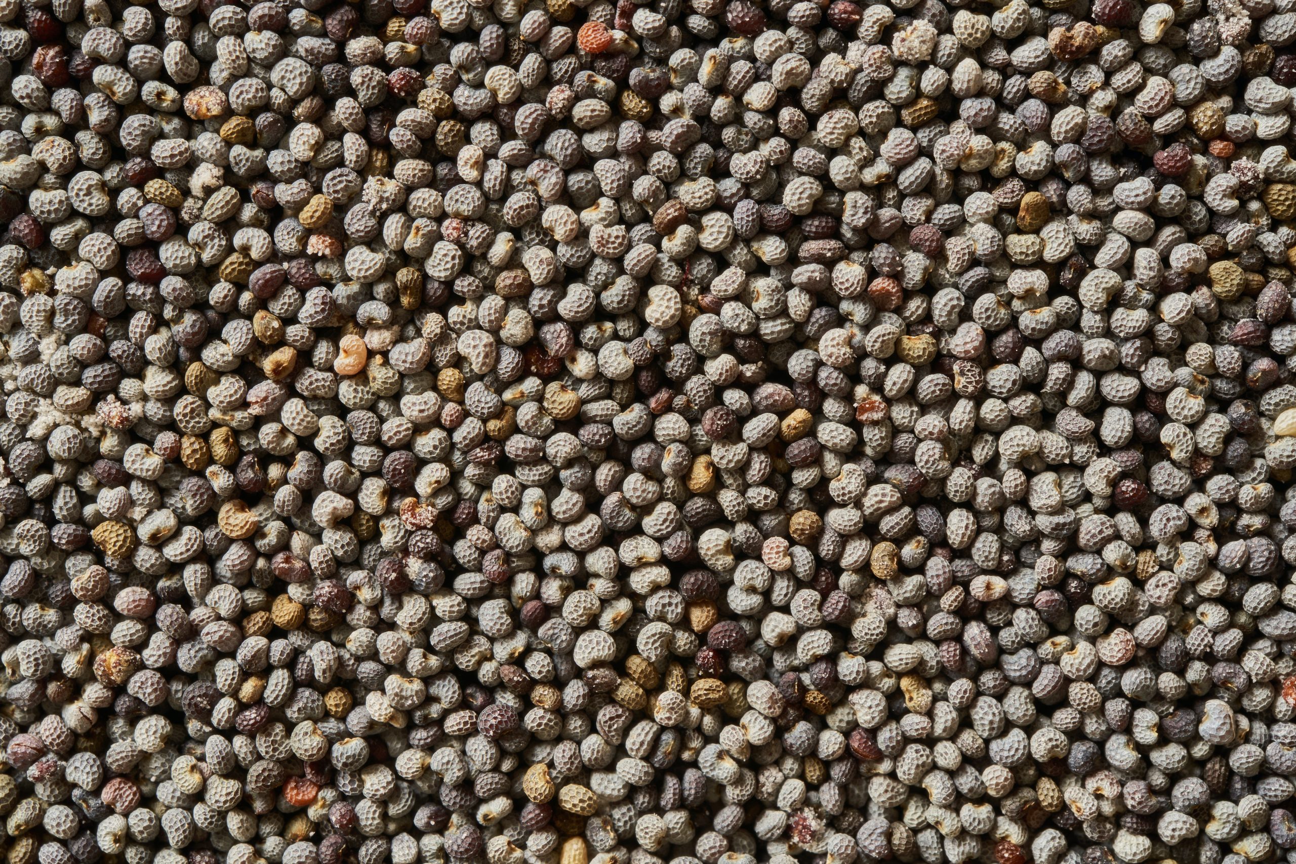 Semillas de amapola