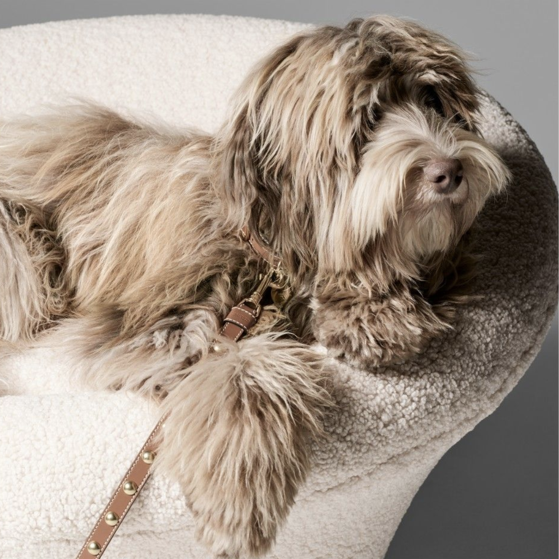 Accesorios perros
