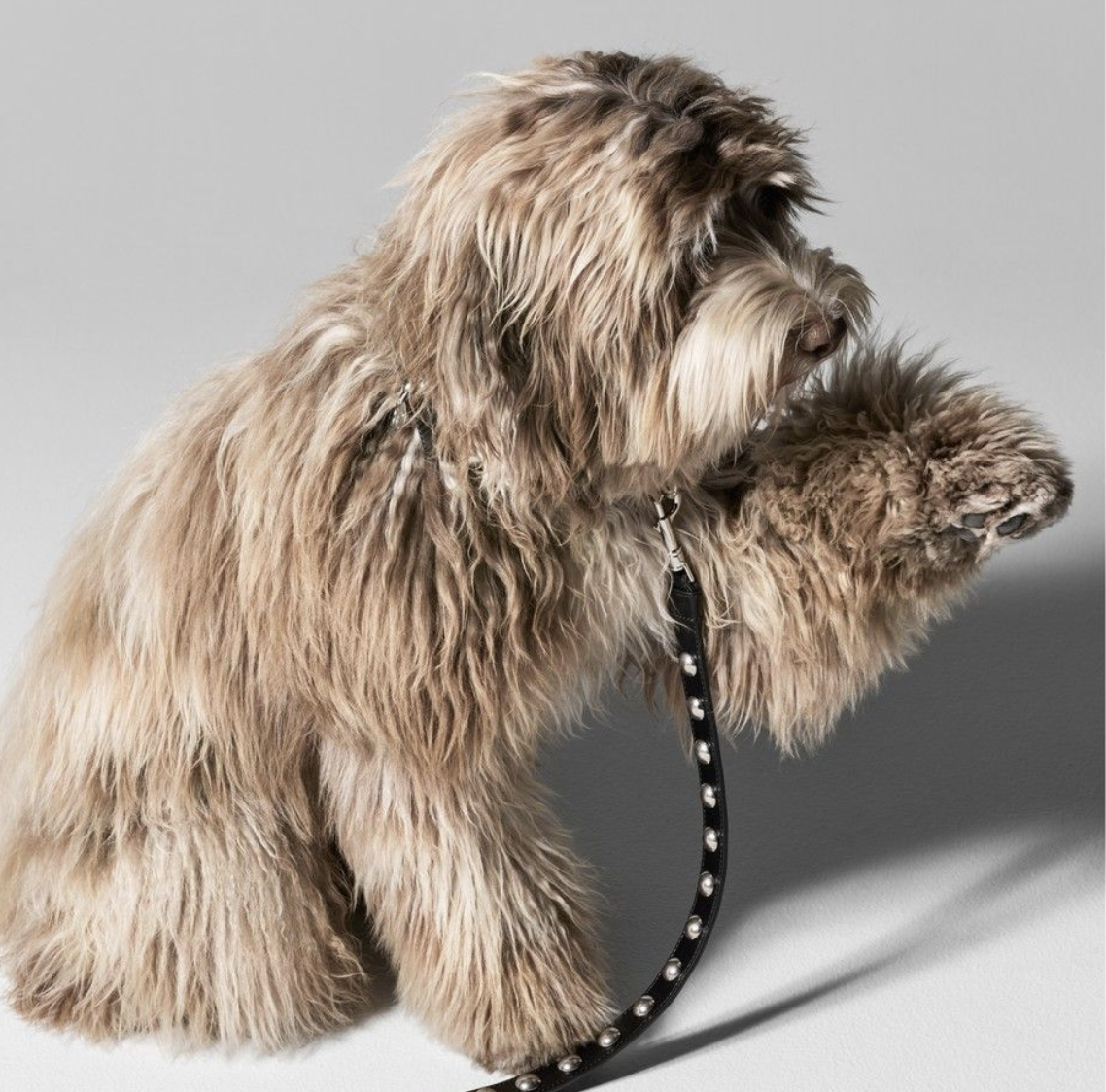 Accesorios perros