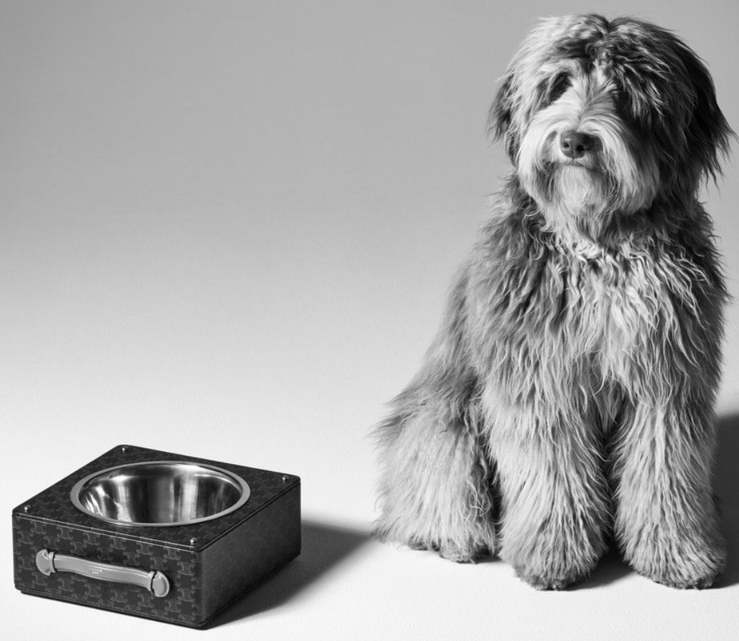 Accesorios perros