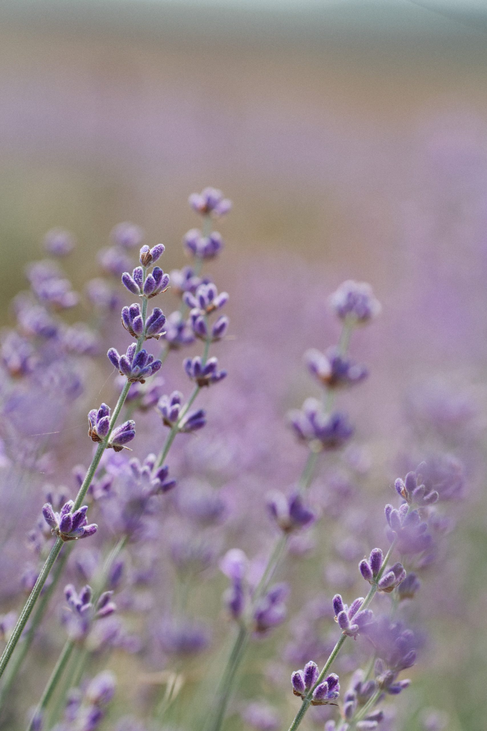 Perfuma tipo de piel