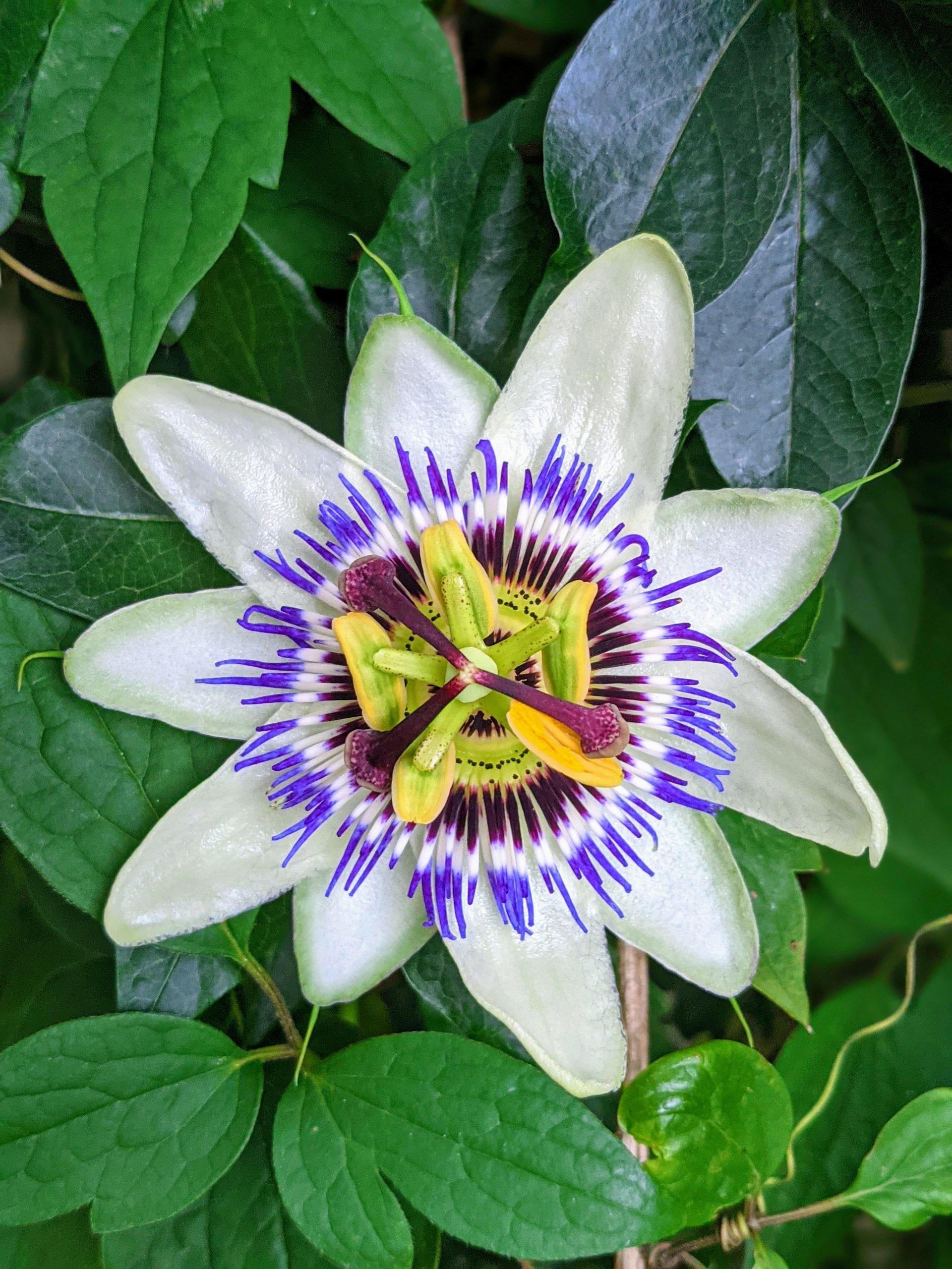 Perfuma tipo de piel